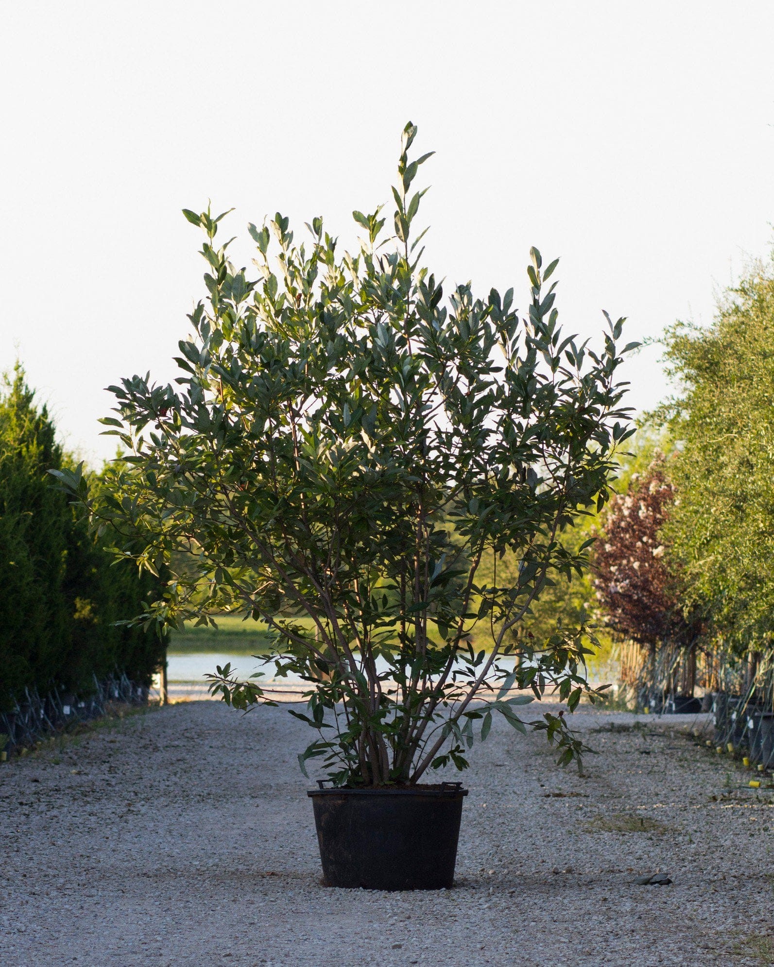 Sweet Bay Magnolia