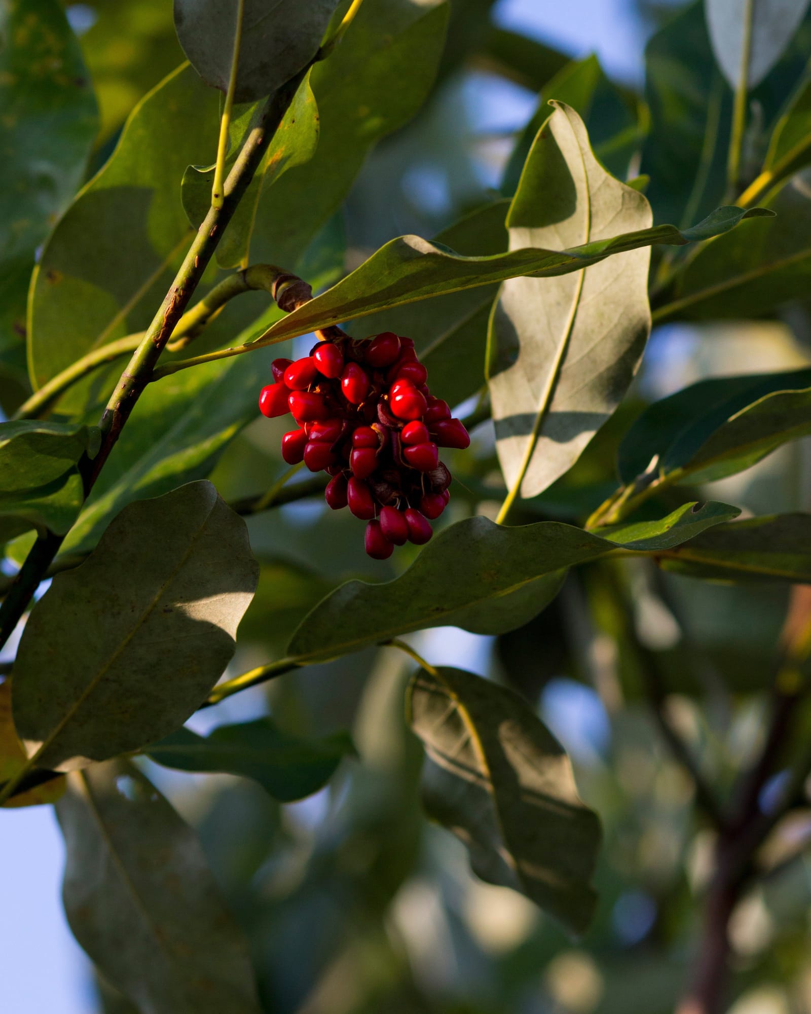 Sweet Bay Magnolia - view 2