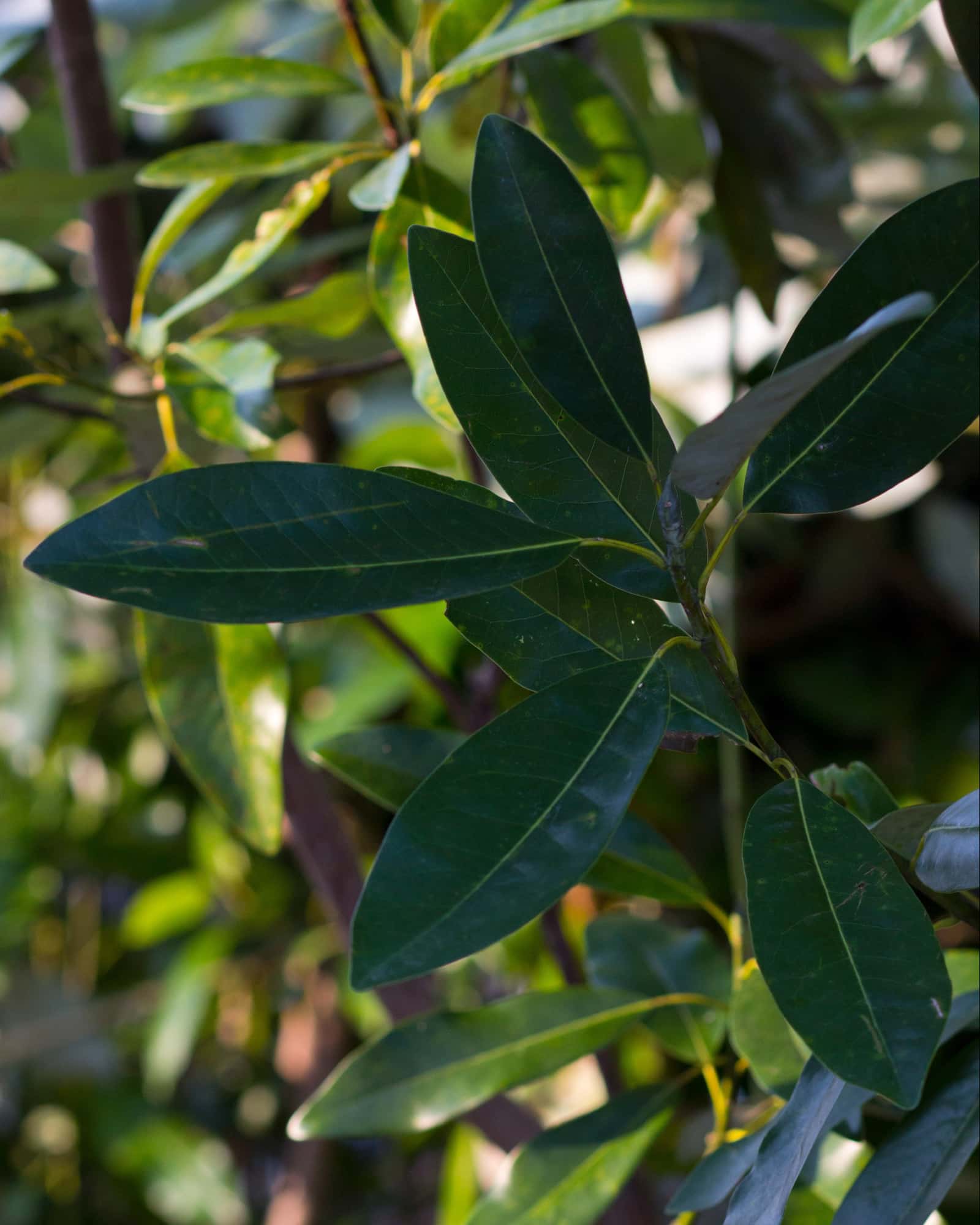 Sweet Bay Magnolia - Image 2