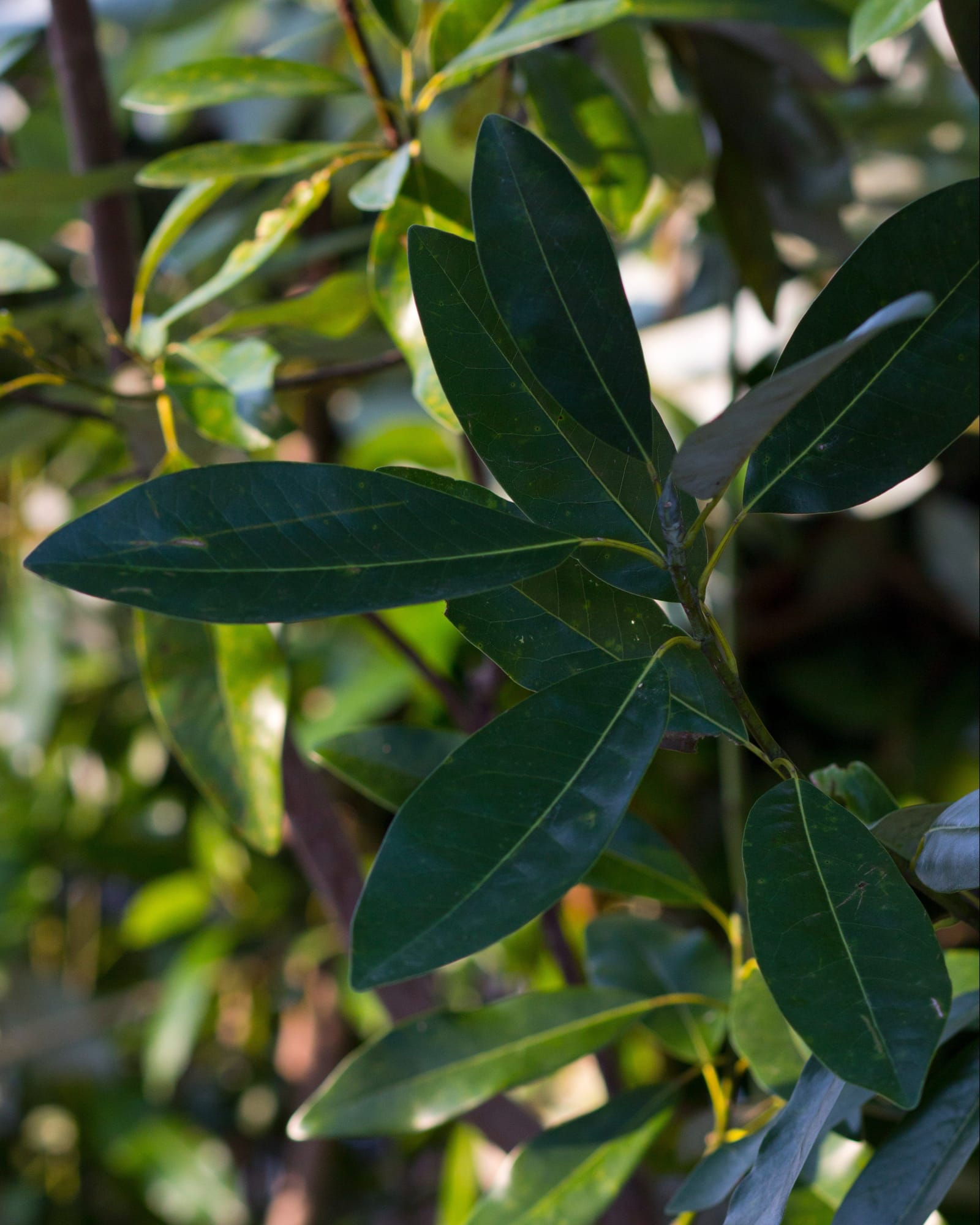 Sweet Bay Magnolia - view 3