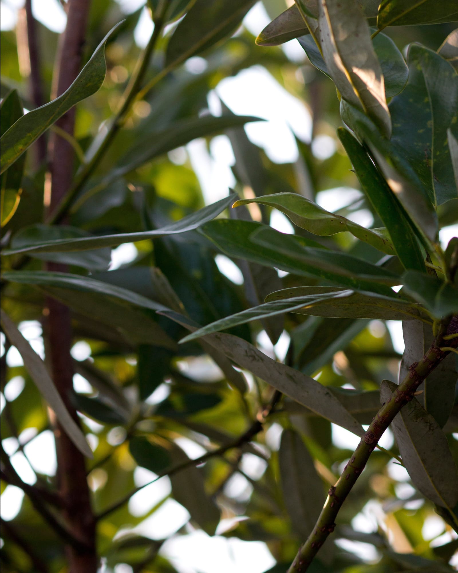 Sweet Bay Magnolia - view 5