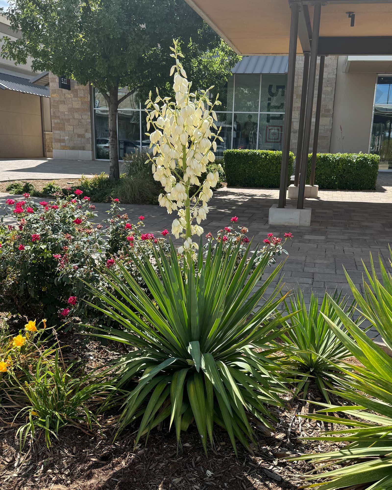 Yucca Spanish Dagger - Main Image