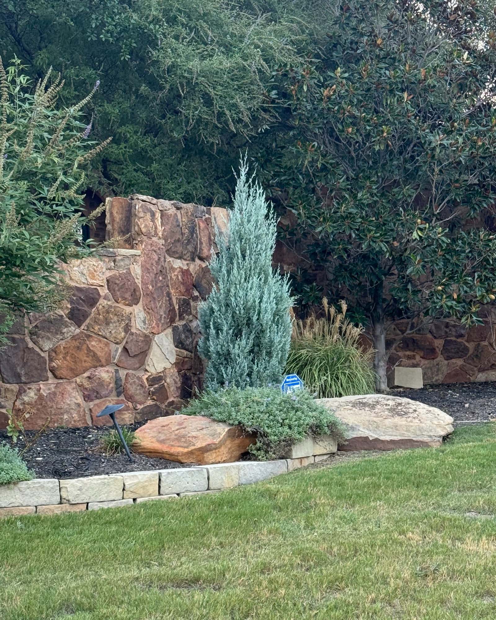 Blue Arrow Juniper - Image 5