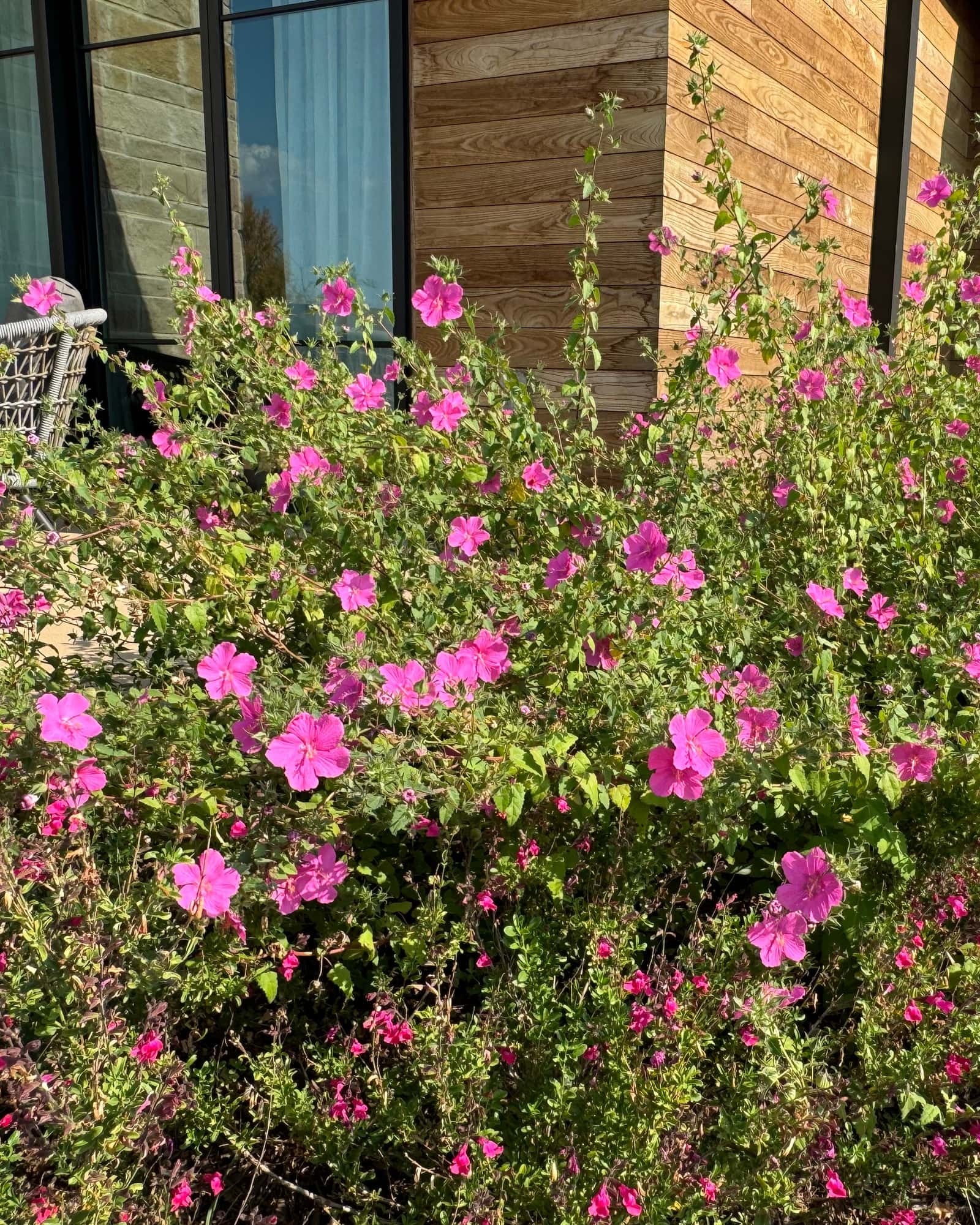 Rock Rose Mallow - Image 4