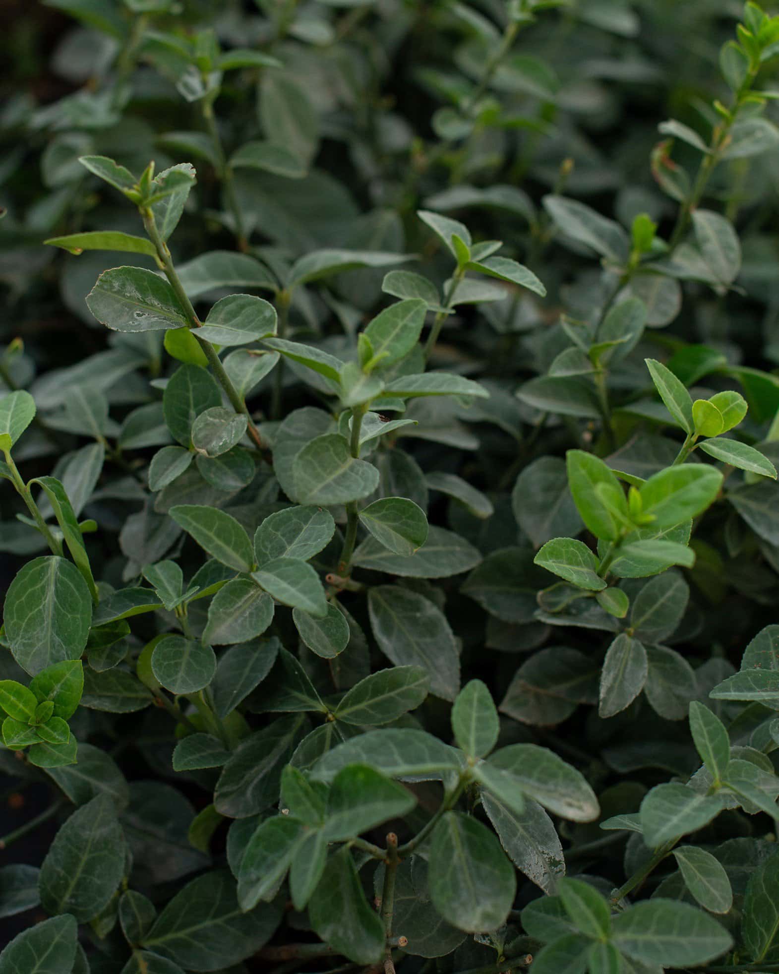 Wintercreeper Euonymus - Main Image