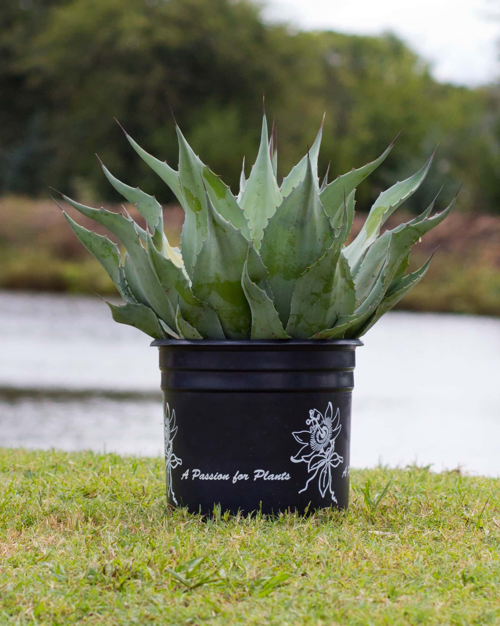 Vanzie Agave - Image 4