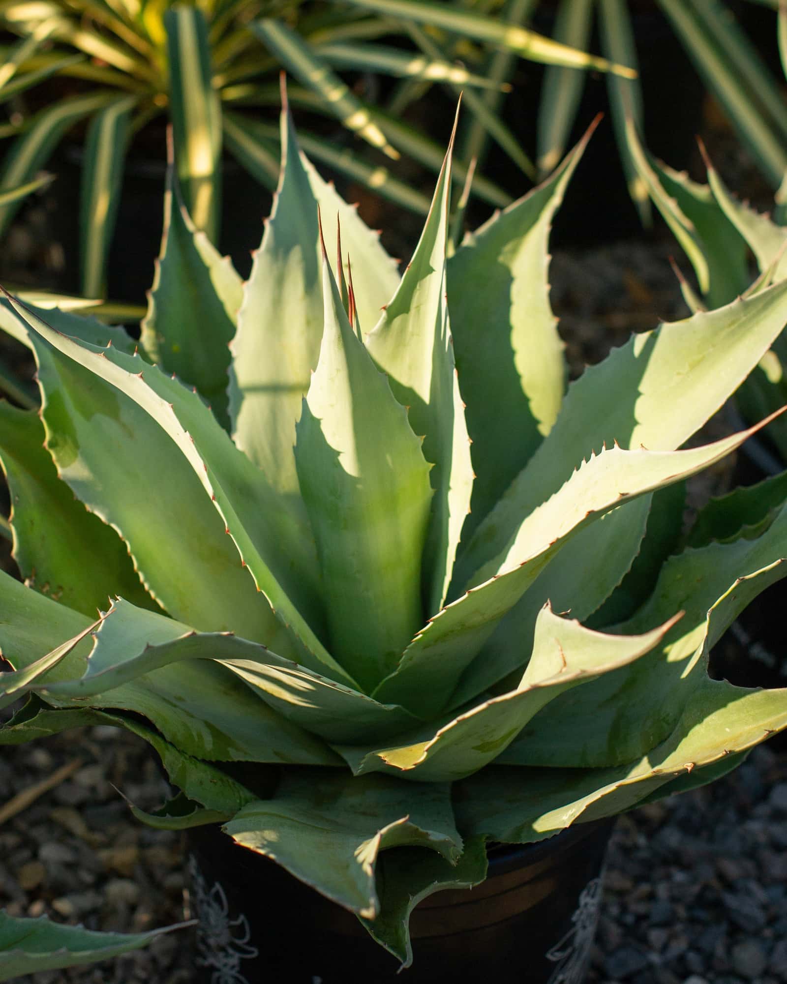 Vanzie Agave - Main Image