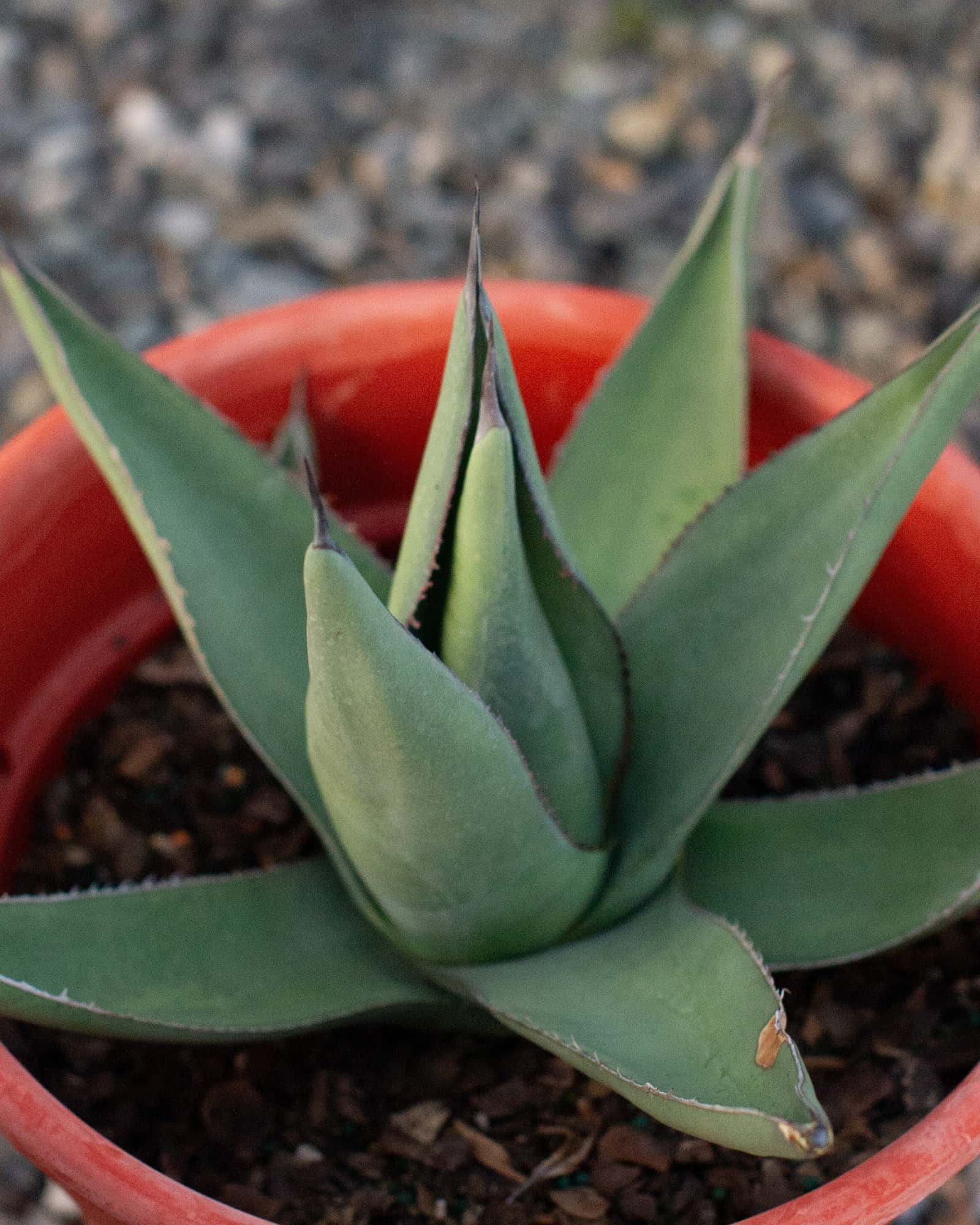 Sharkskin Agave - Main Image