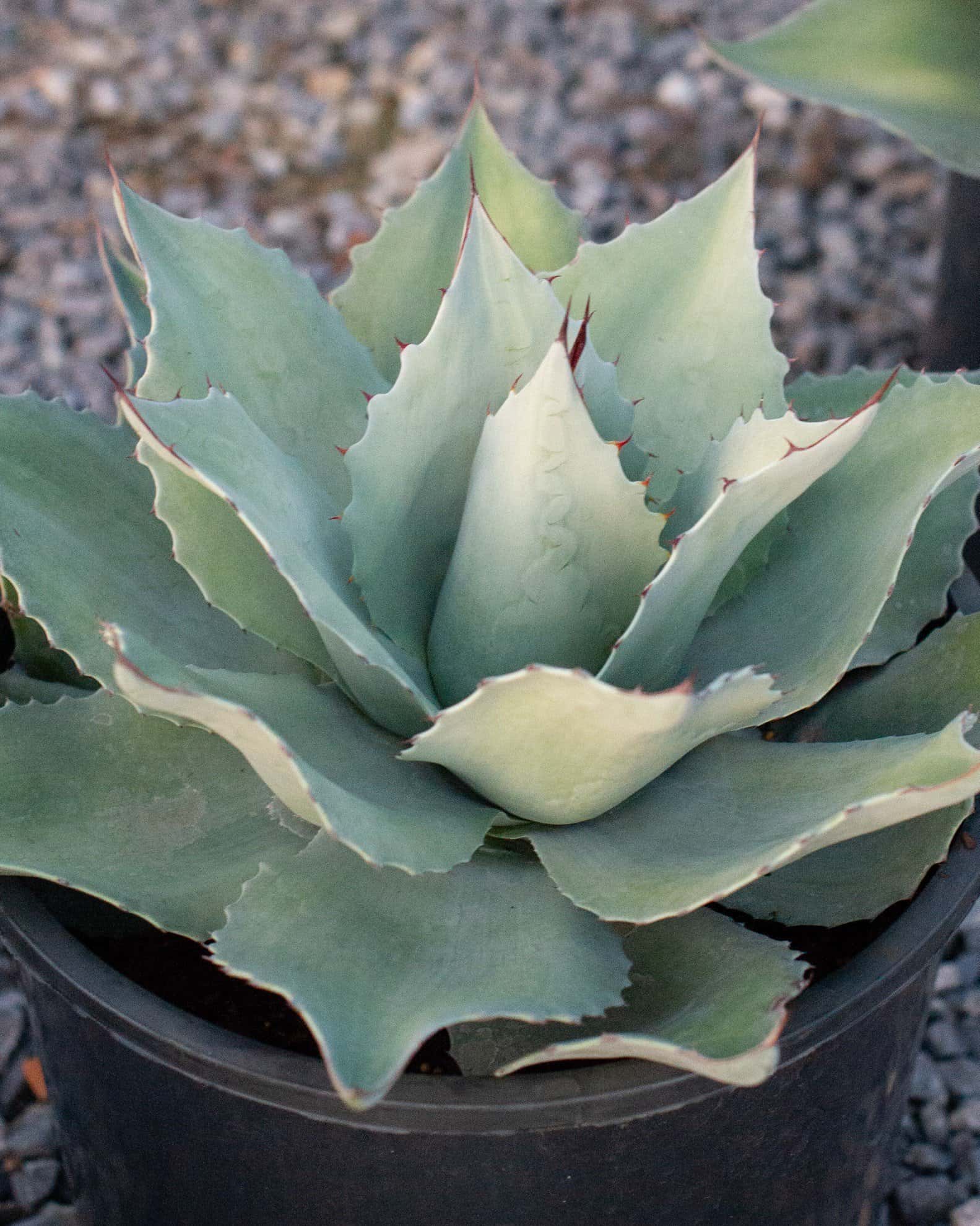 Whale's Tongue Agave Frosty Blue - Main Image