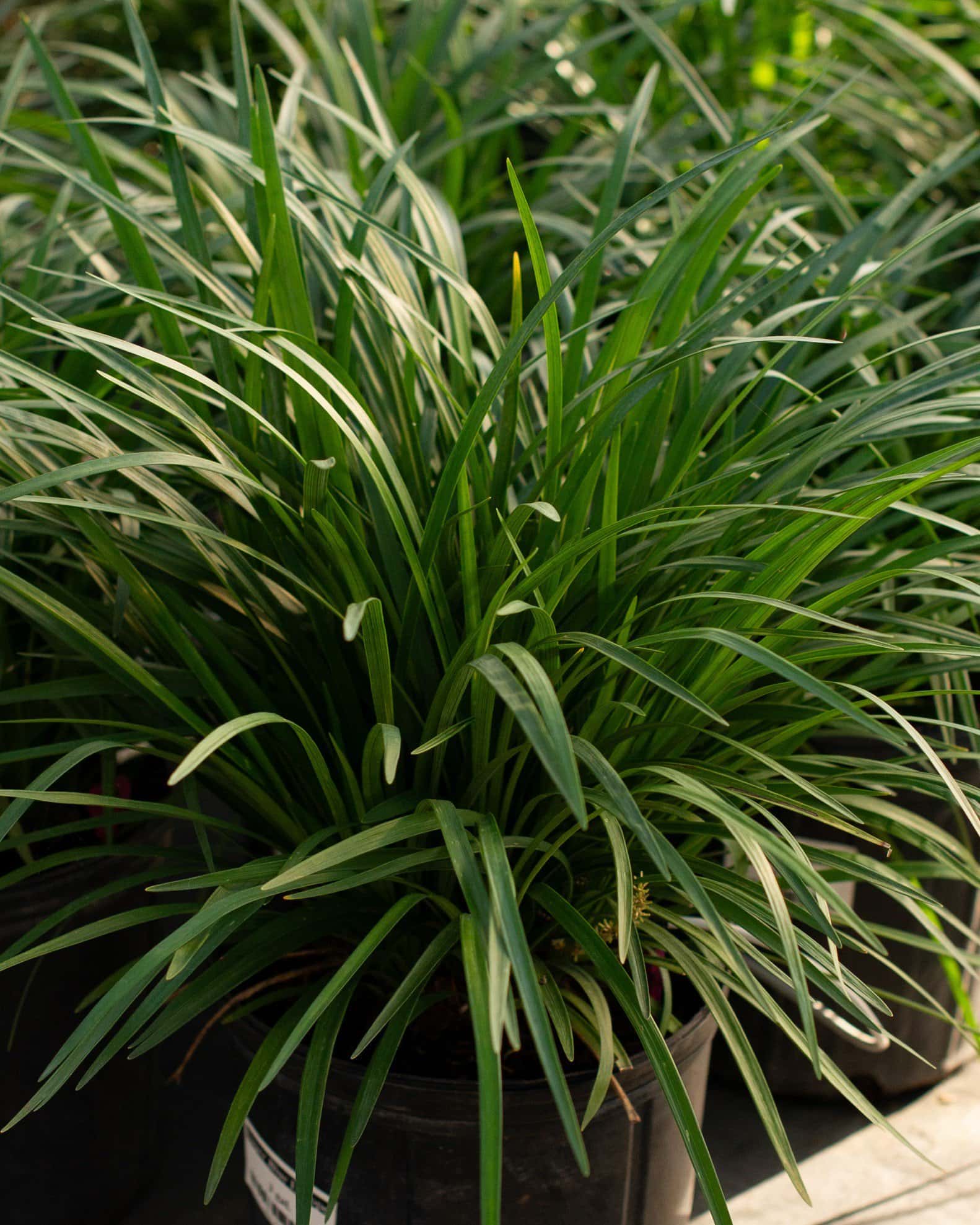 Super Blue Liriope - Main Image