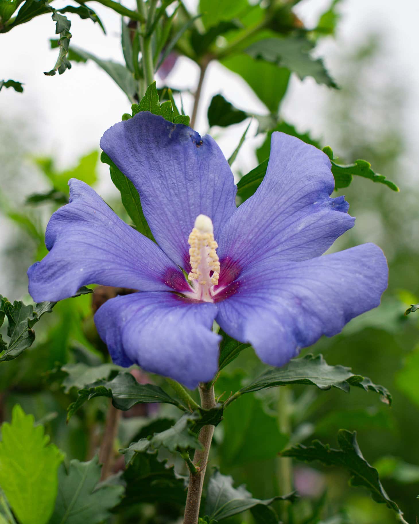 Azurri Blue Satin Althea Tree Form - Main Image
