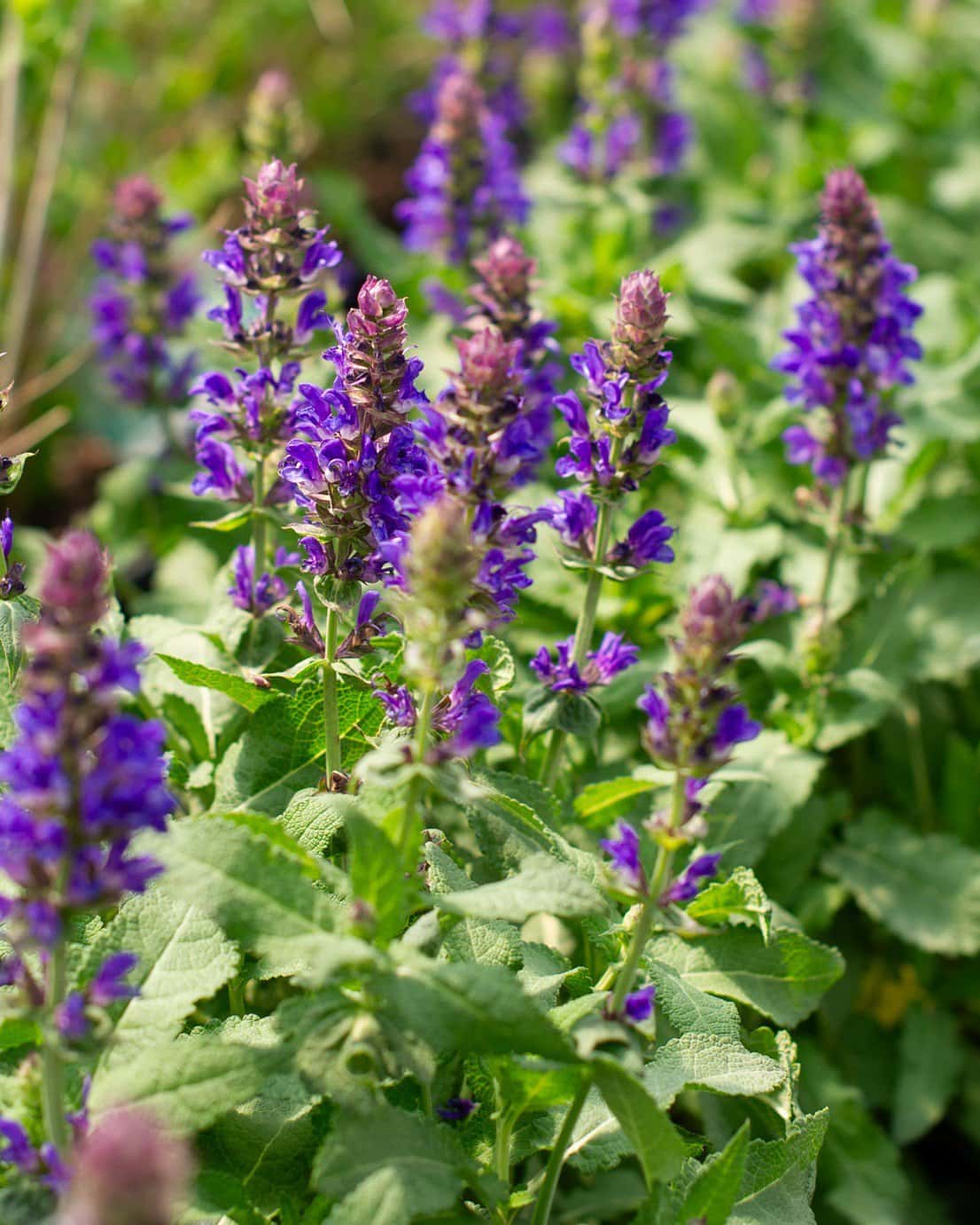 Blue Marvel Meadow Salvia - Main Image