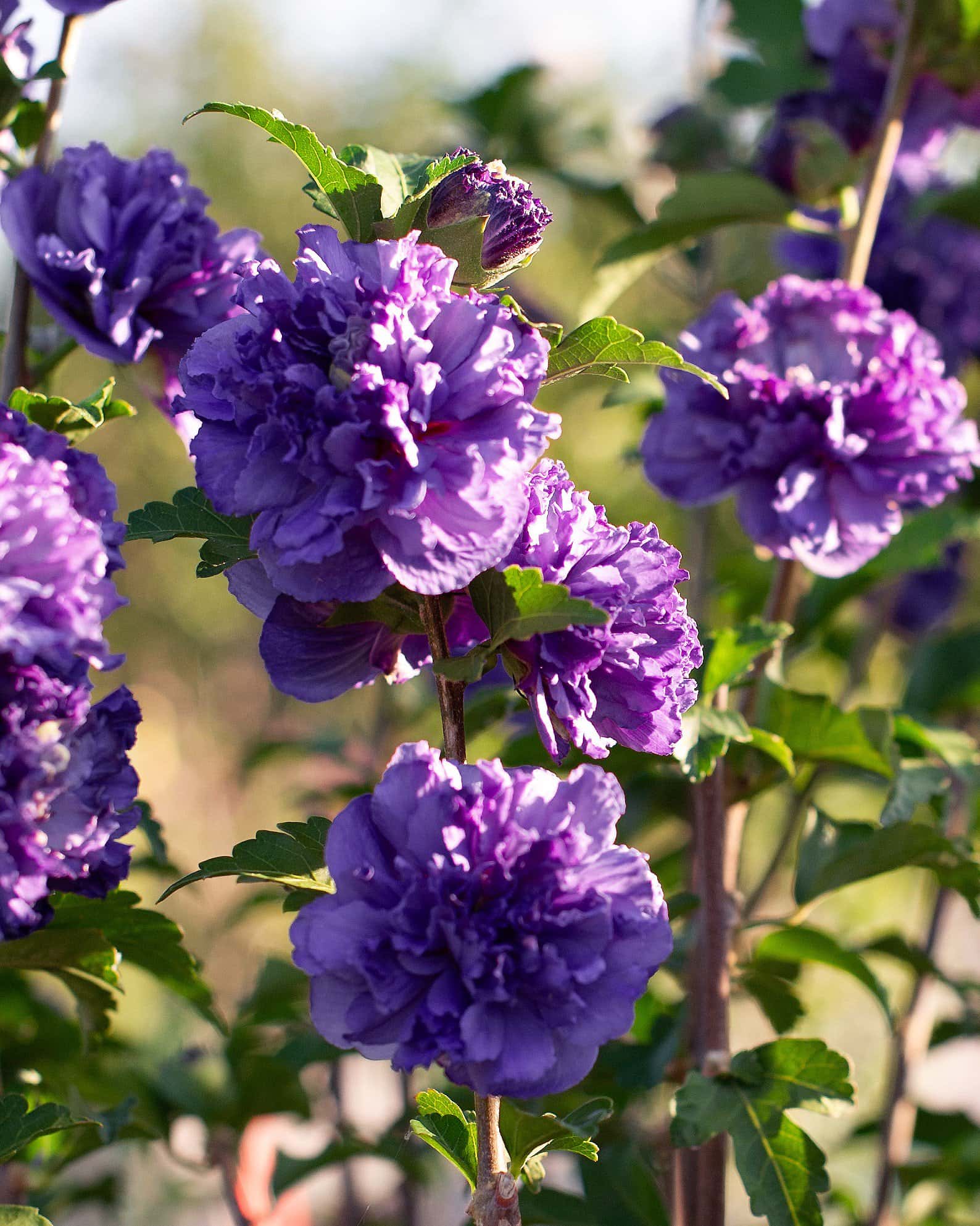 Blueberry Smoothie Althea Tree Form - Main Image