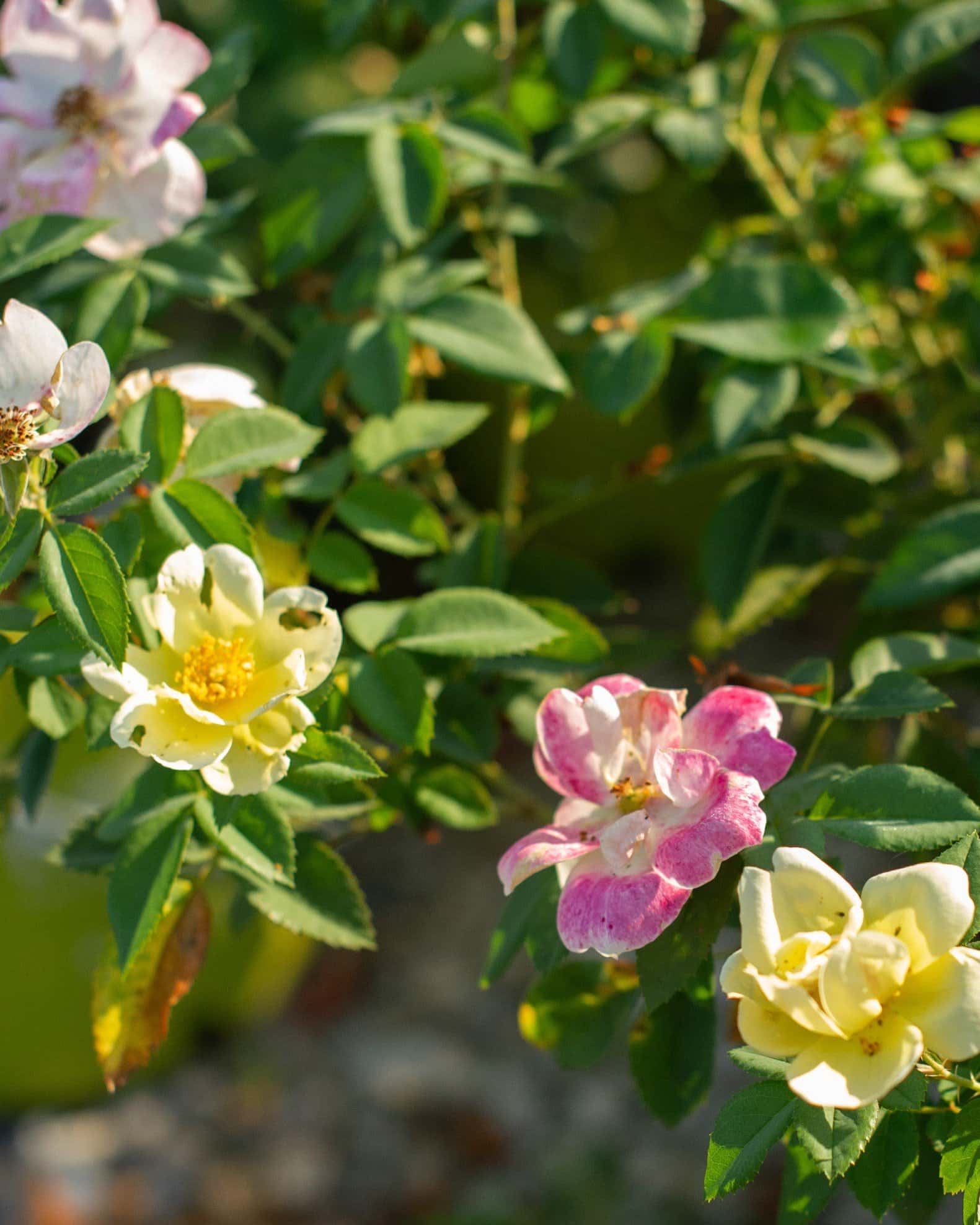 Peach Lemonade Rose - Main Image