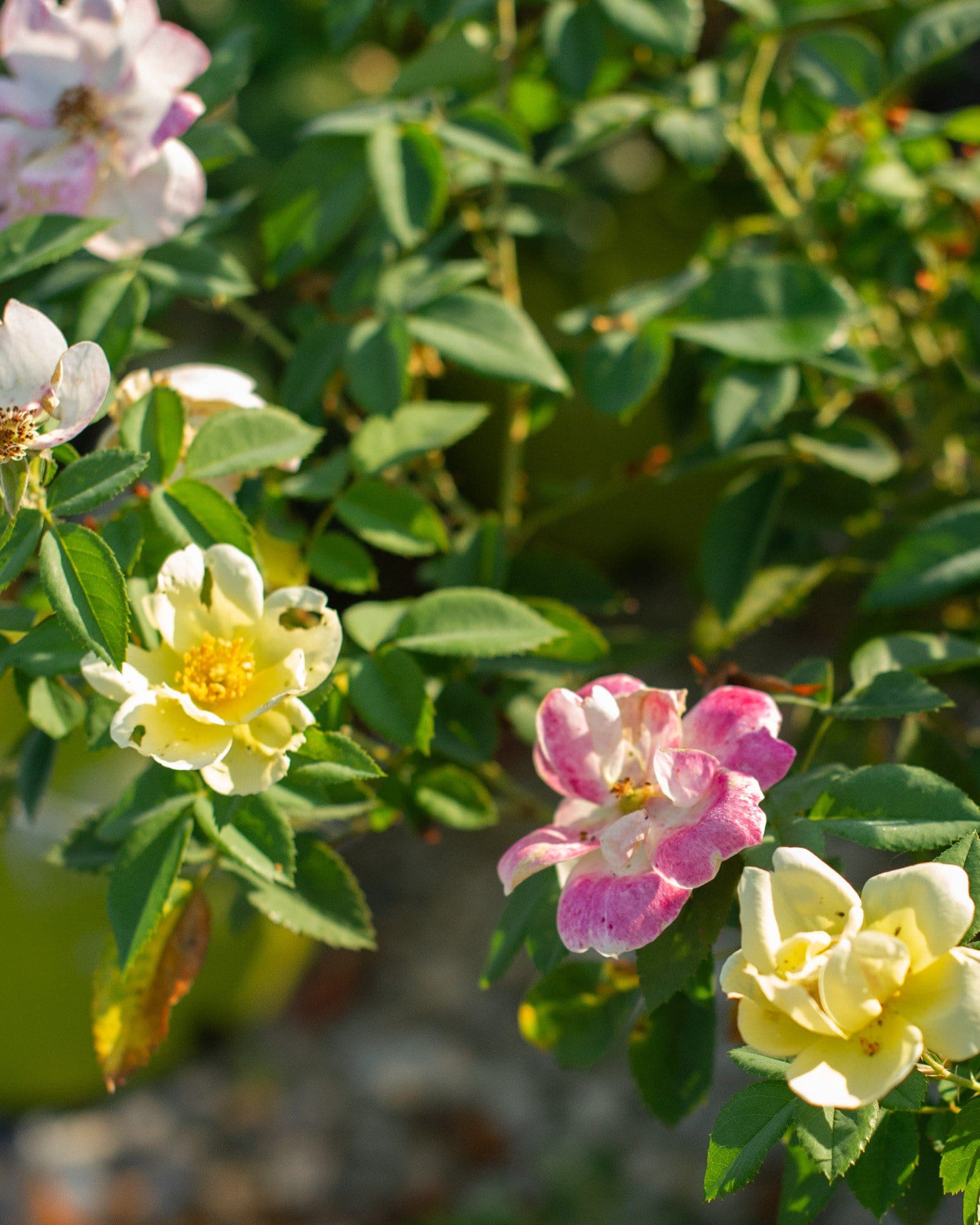 Peach Lemonade Rose