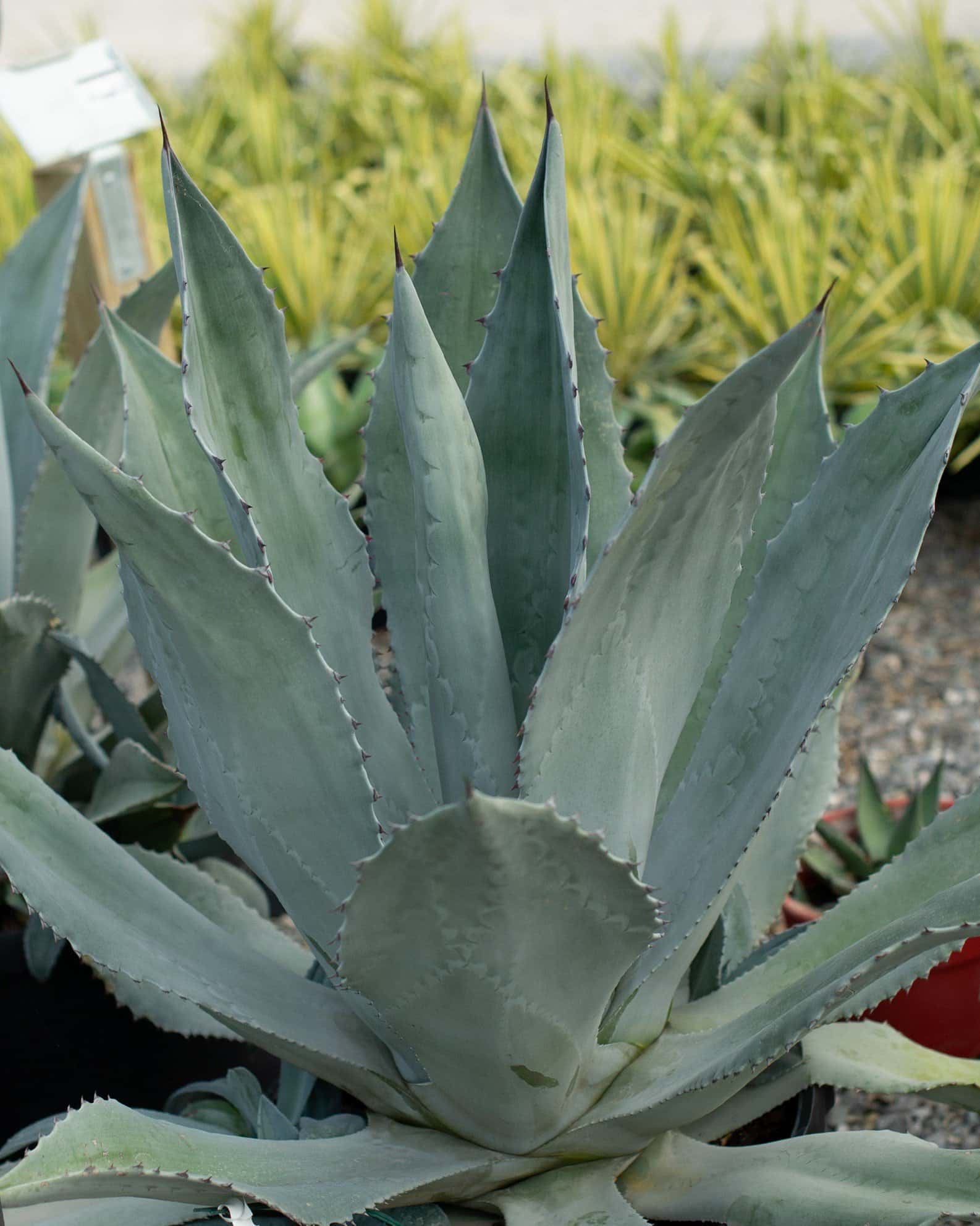Blue Rough Leaf Agave - Main Image