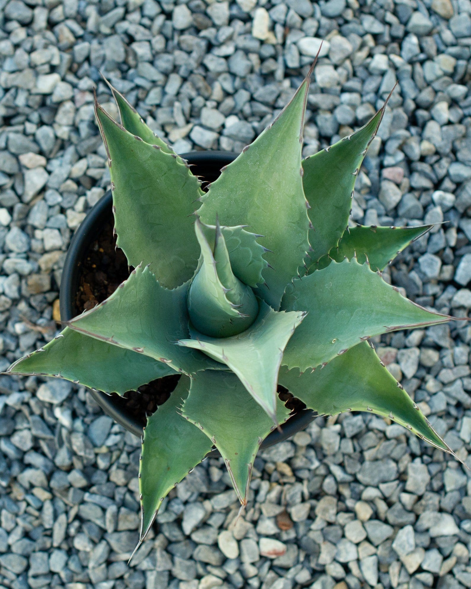 Havardiana Agave - view 2