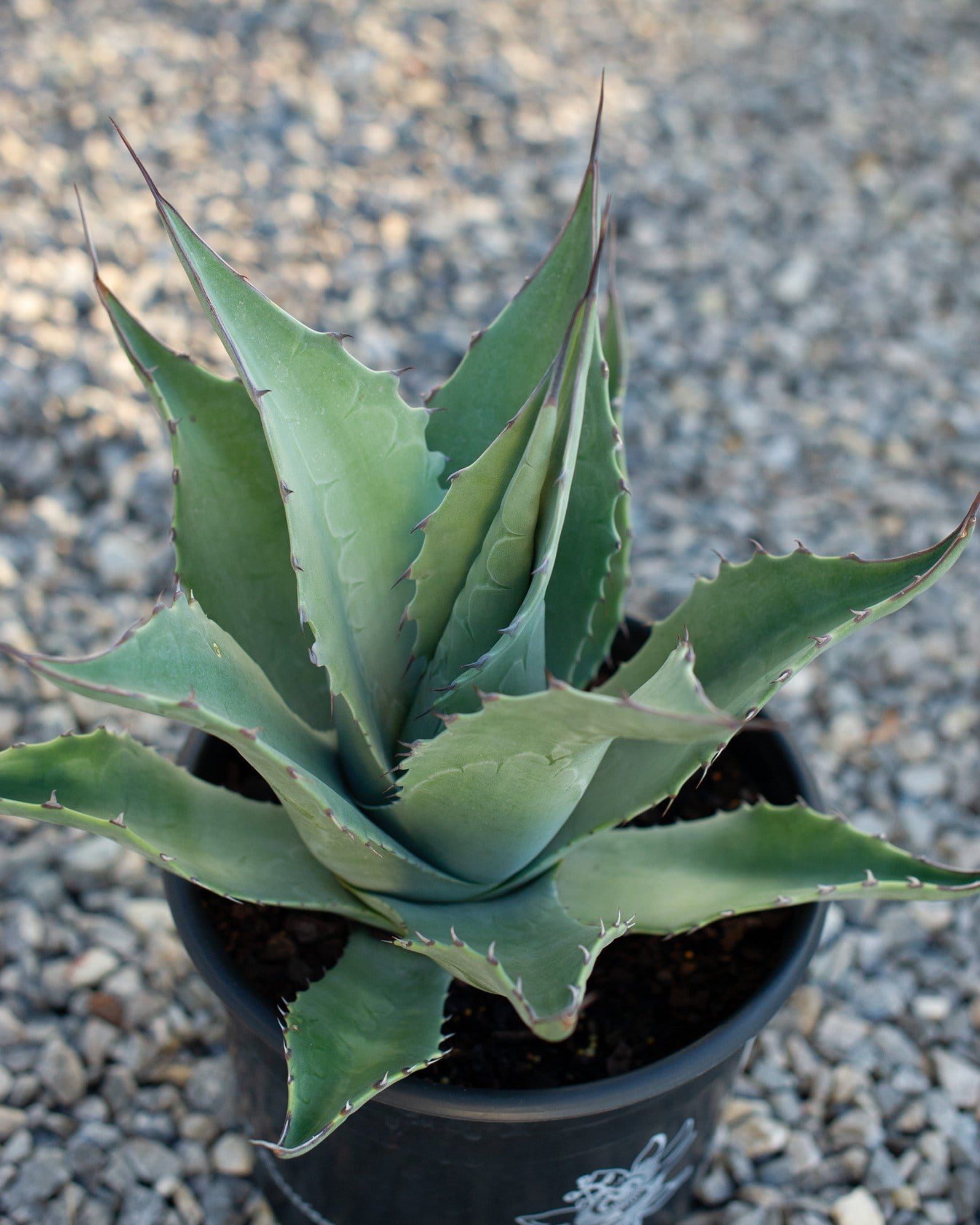 Havardiana Agave - view 3