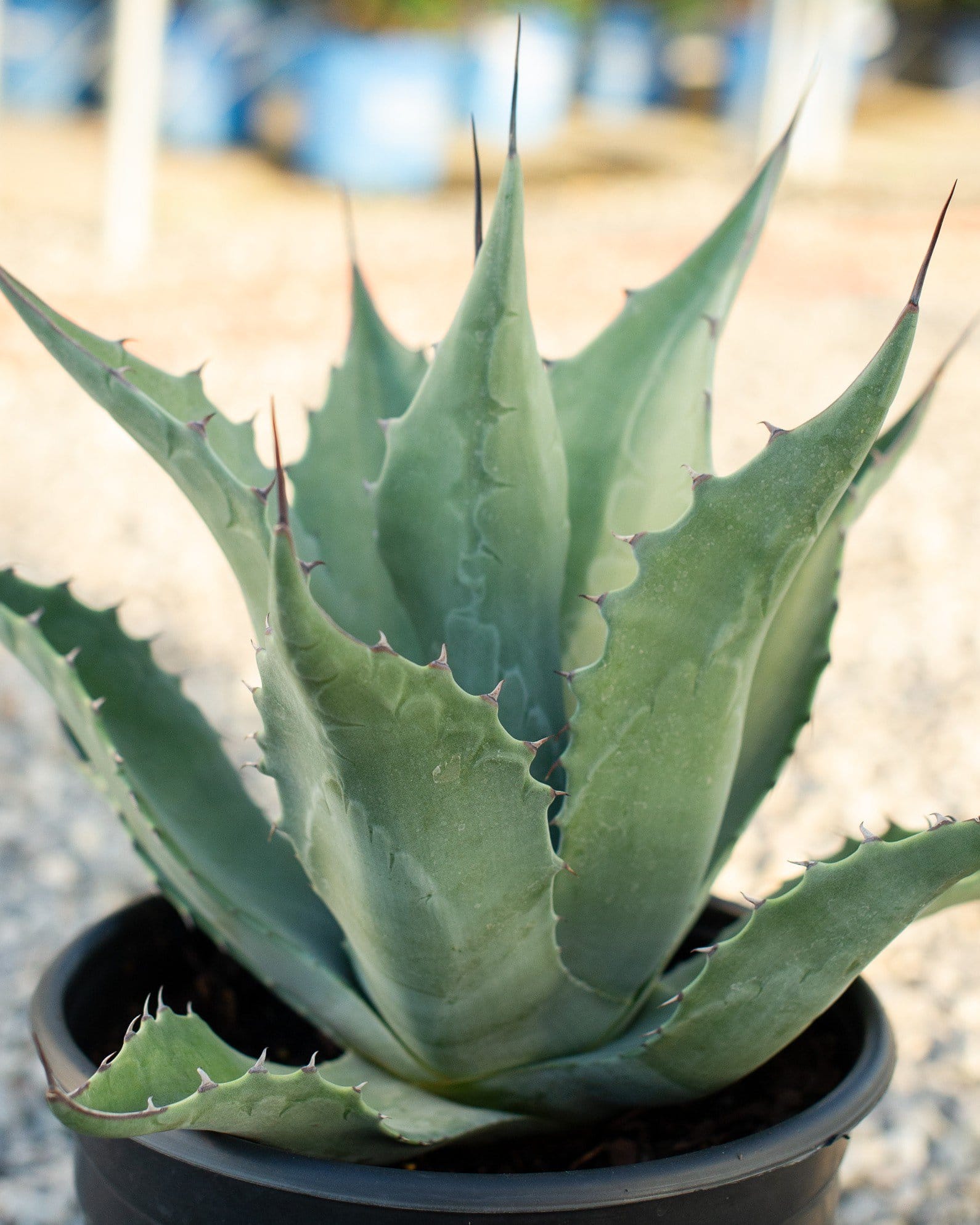 Havardiana Agave