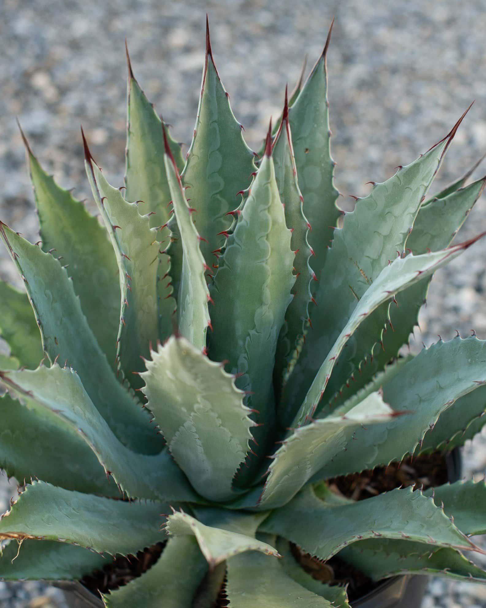 Palmer's Agave - Main Image