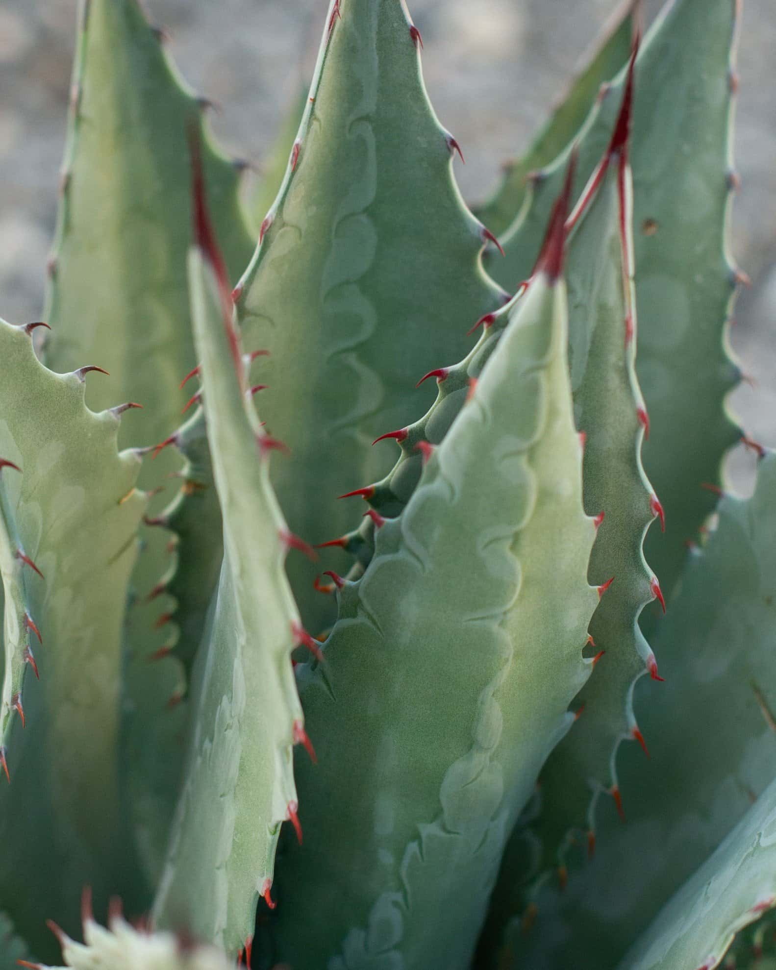 Palmer's Agave - Image 2