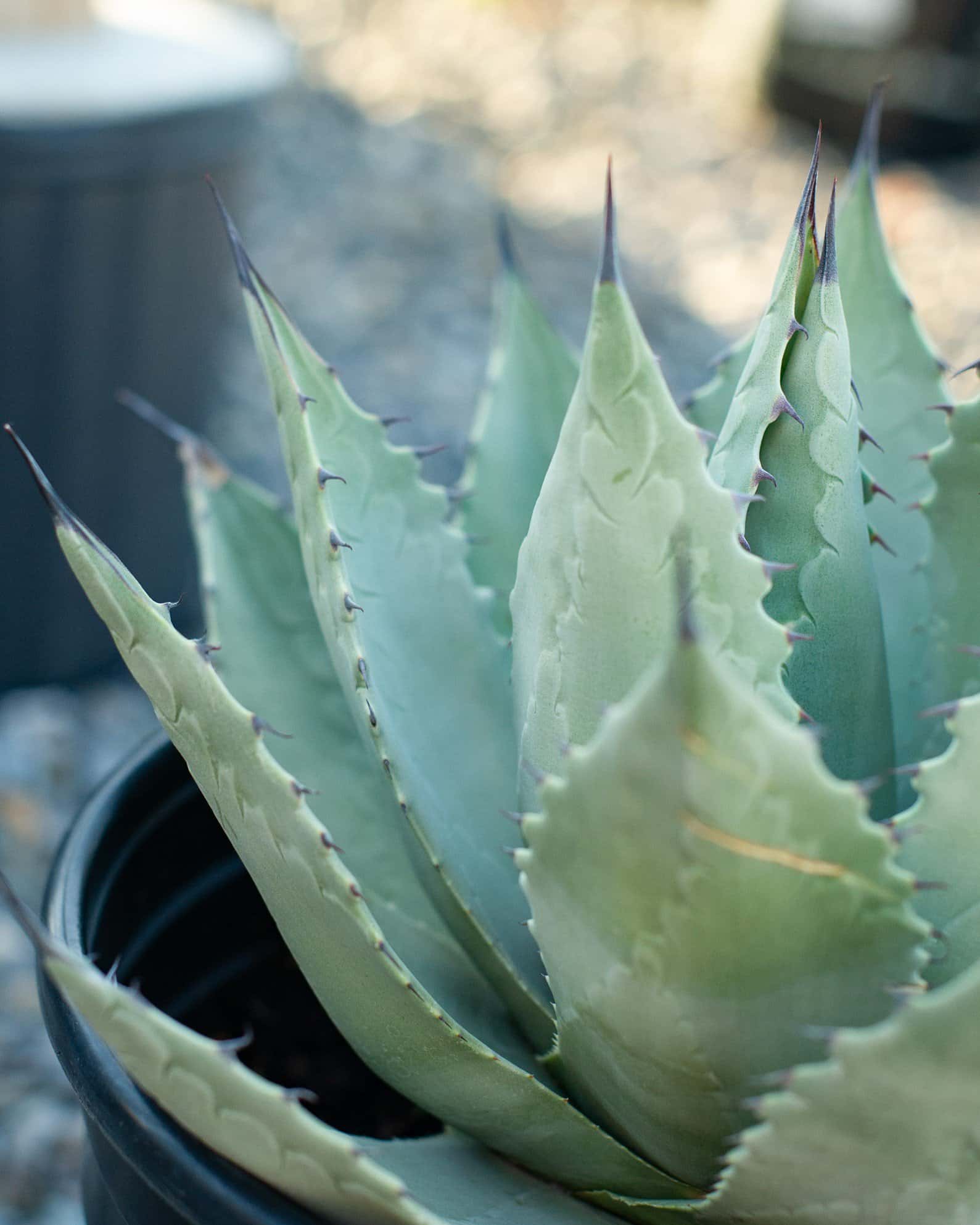 Parry's Agave - Image 1
