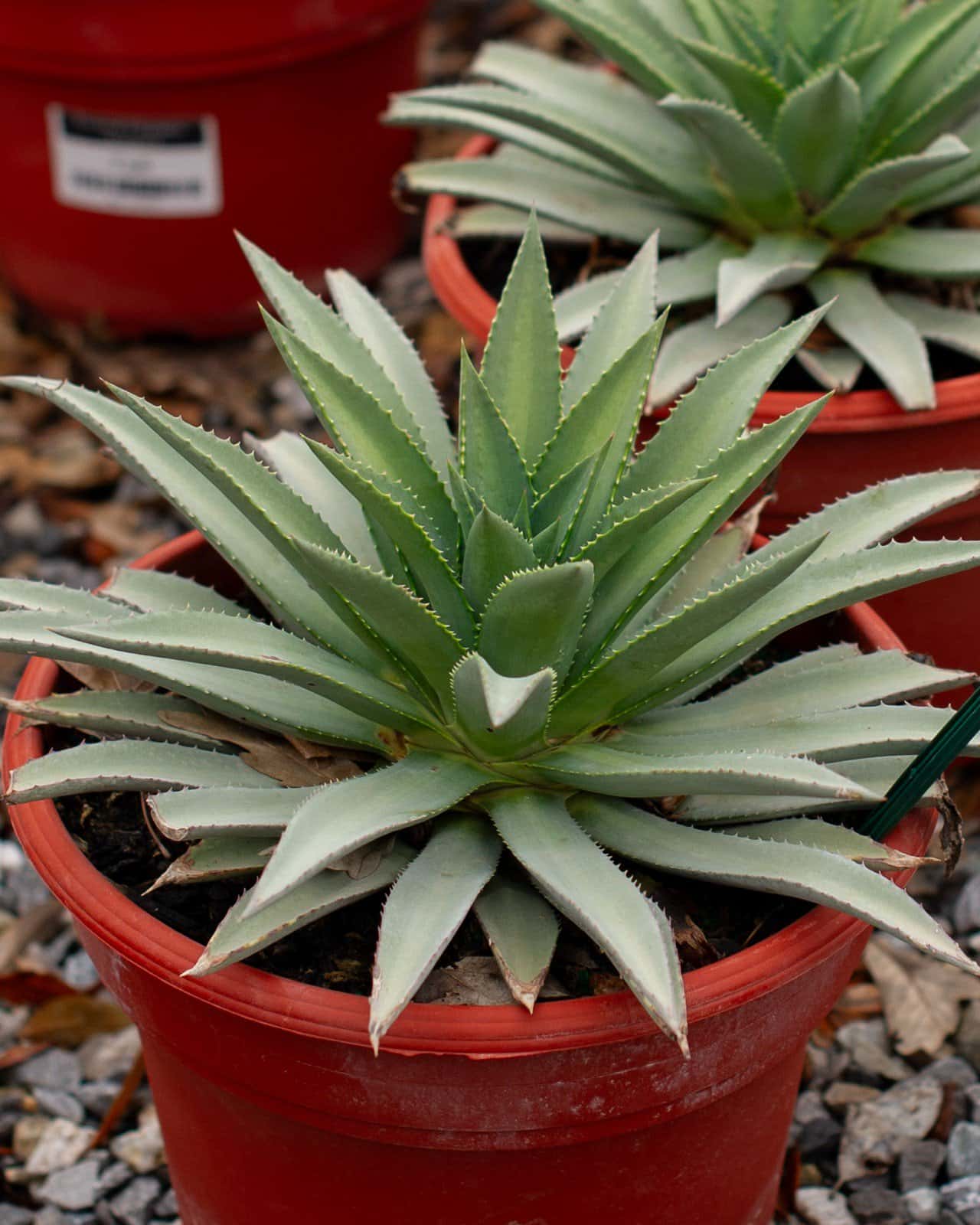 Mangave Agave Frosted Elegance - Main Image