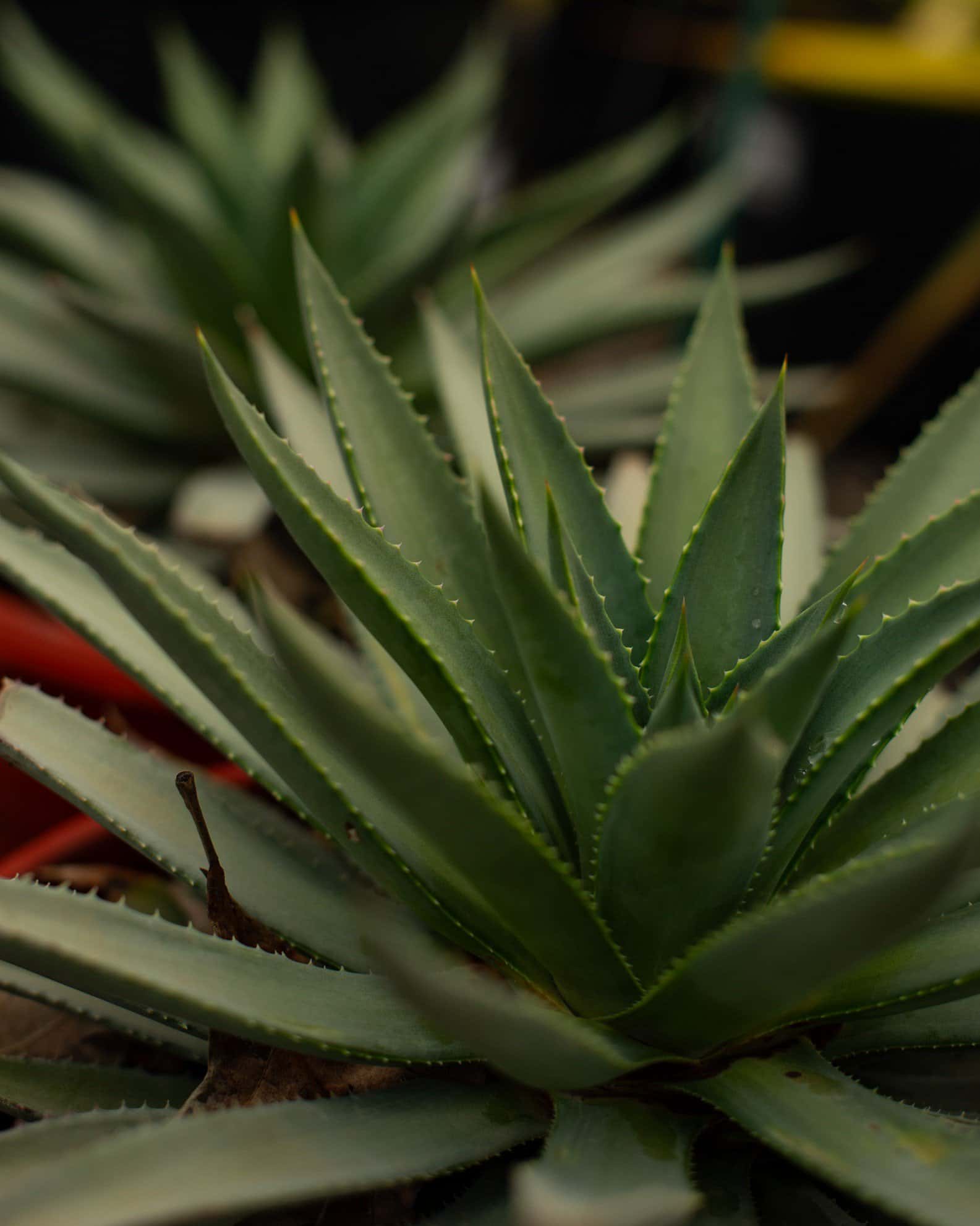 Mangave Agave Frosted Elegance - Image 1