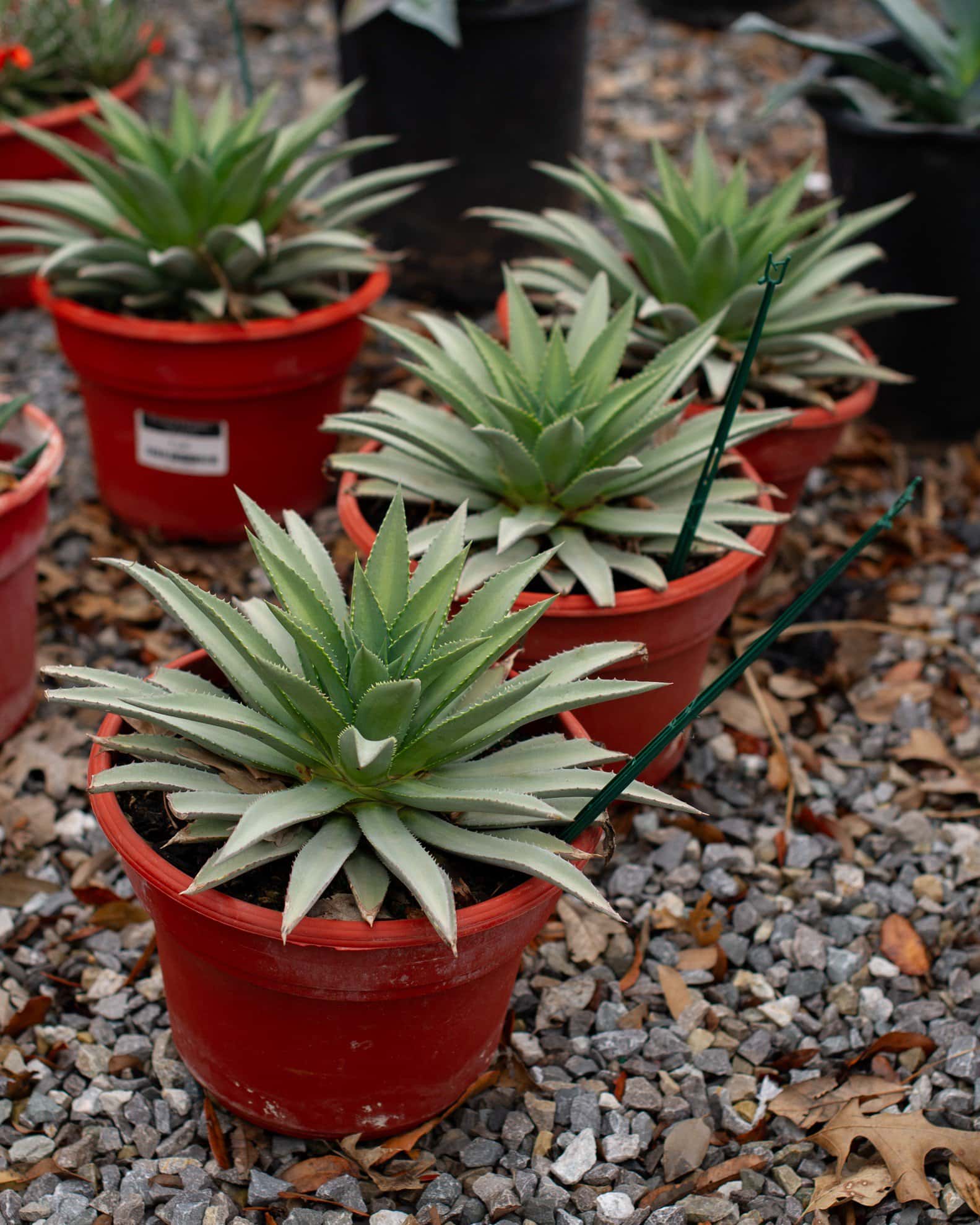Mangave Agave Frosted Elegance - Image 2