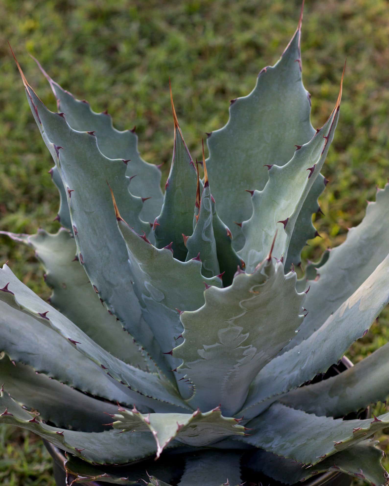 Wocomahi Agave - Main Image