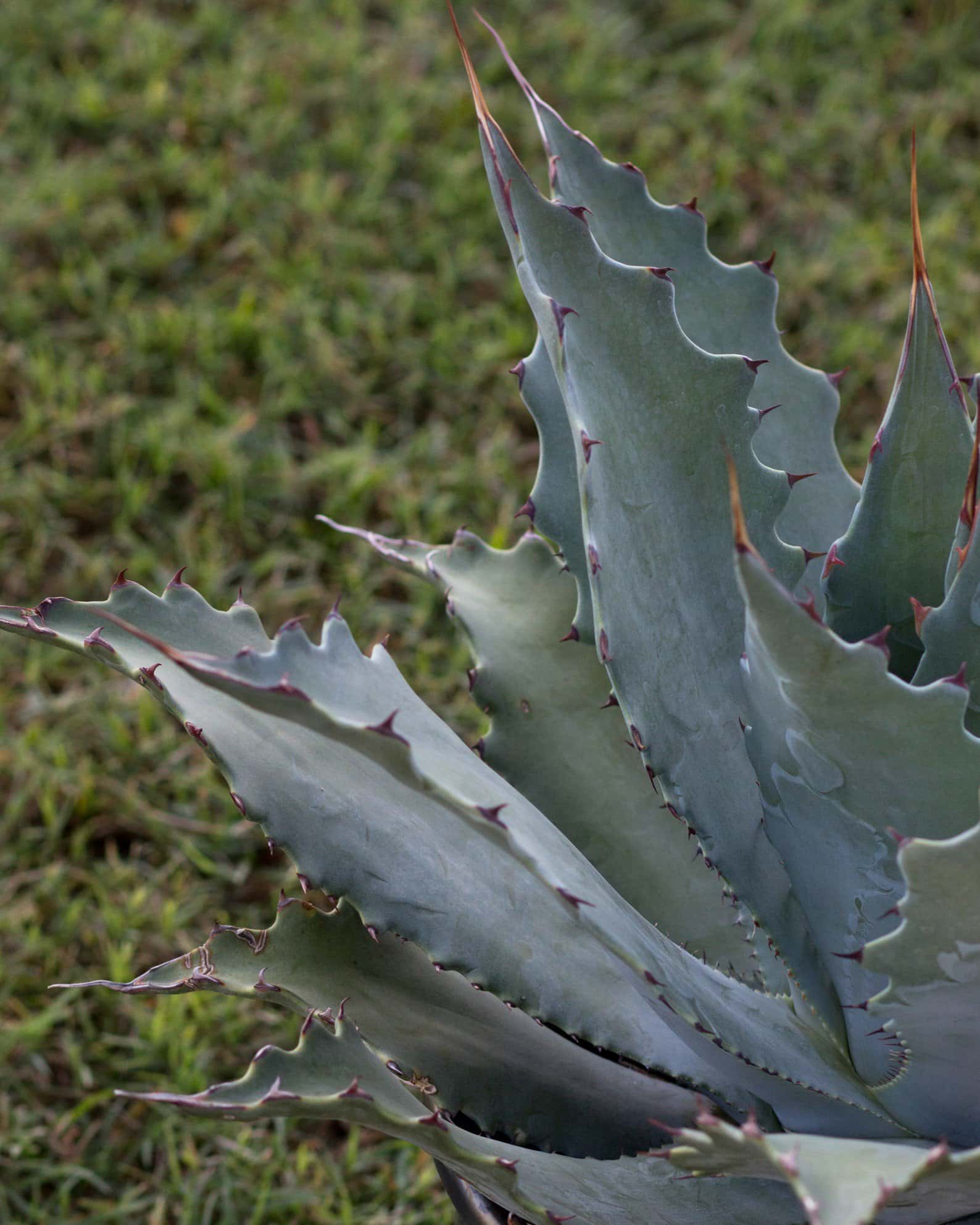Wocomahi Agave - Image 2