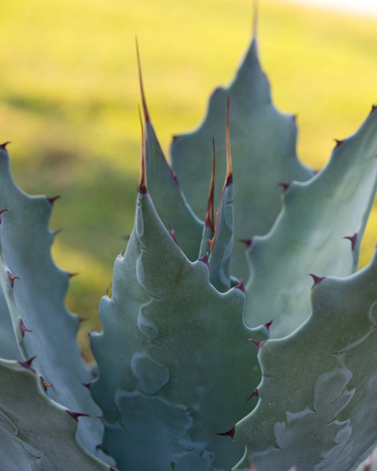 Wocomahi Agave - Image 3
