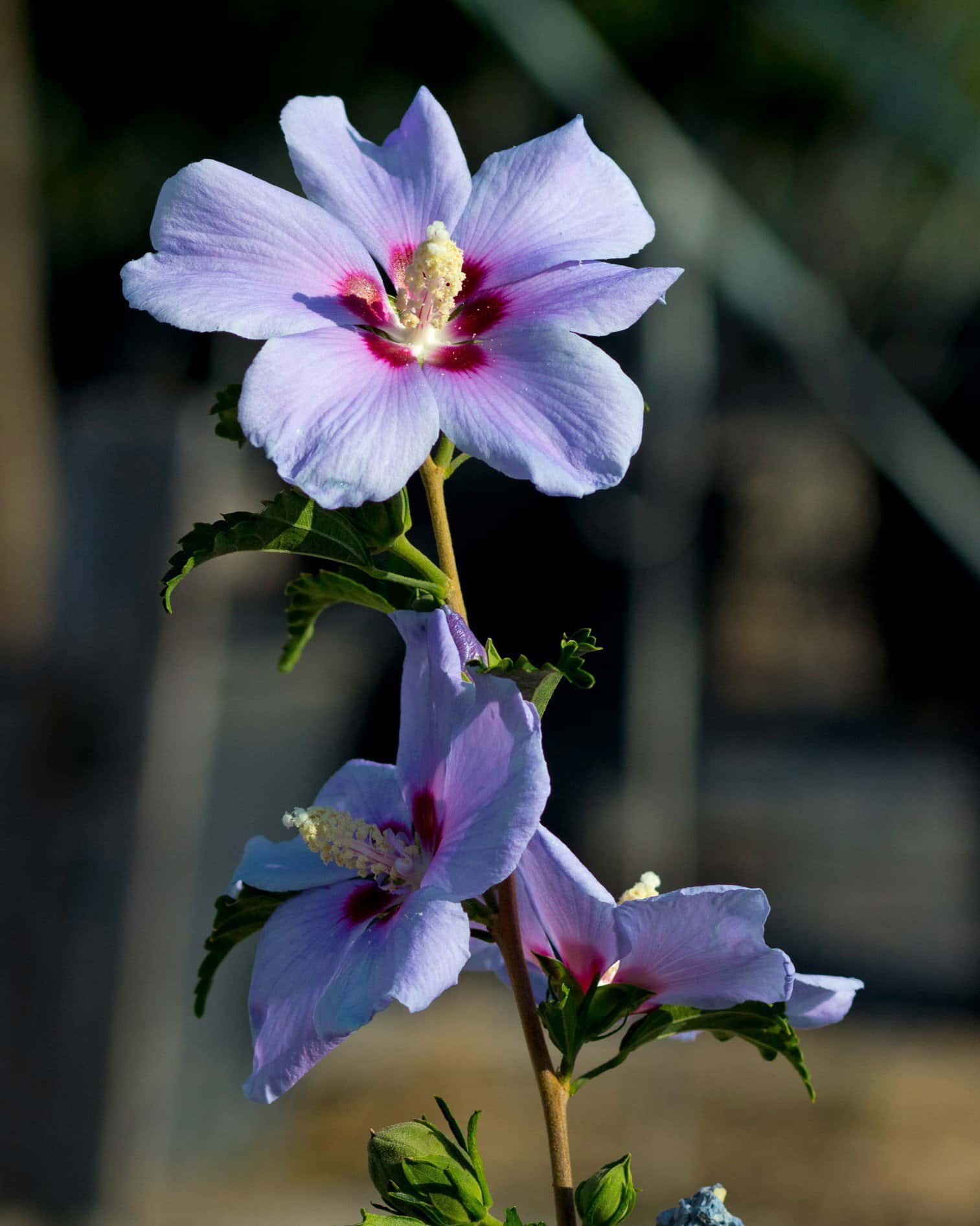Blue Angel Althea - Main Image