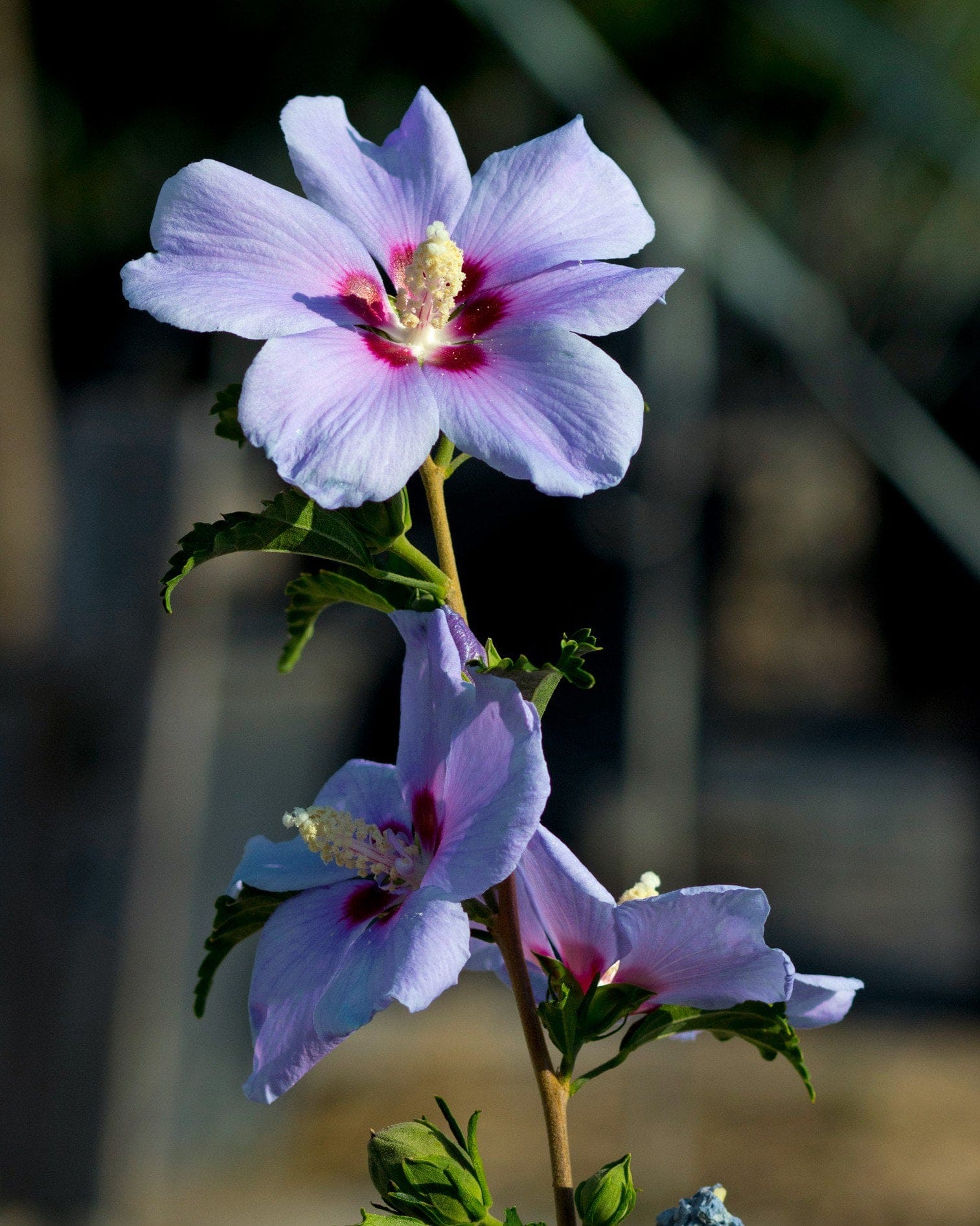 Blue Angel Althea