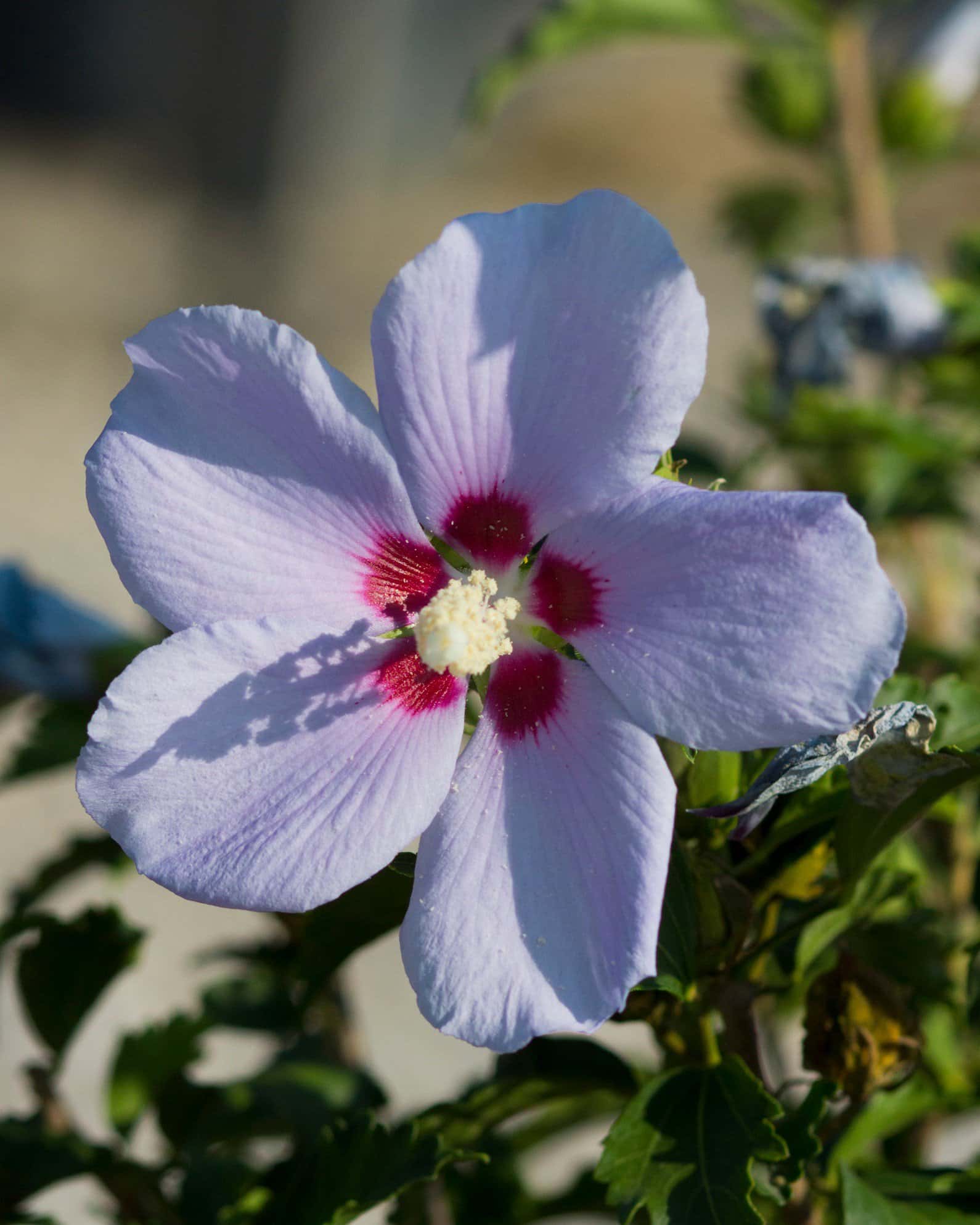 Blue Angel Althea - Image 2
