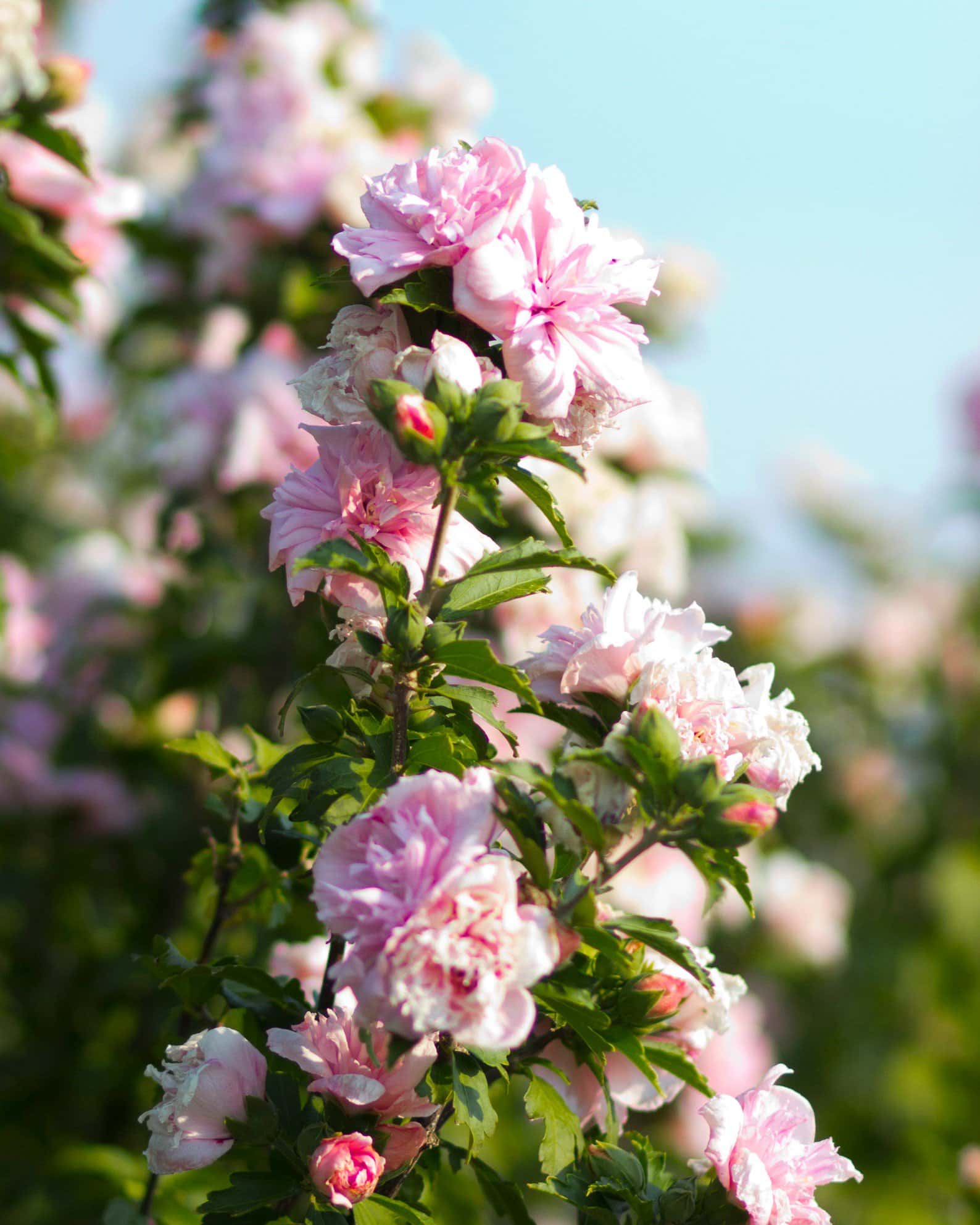 Blushing Bride Althea Tree Form - Main Image