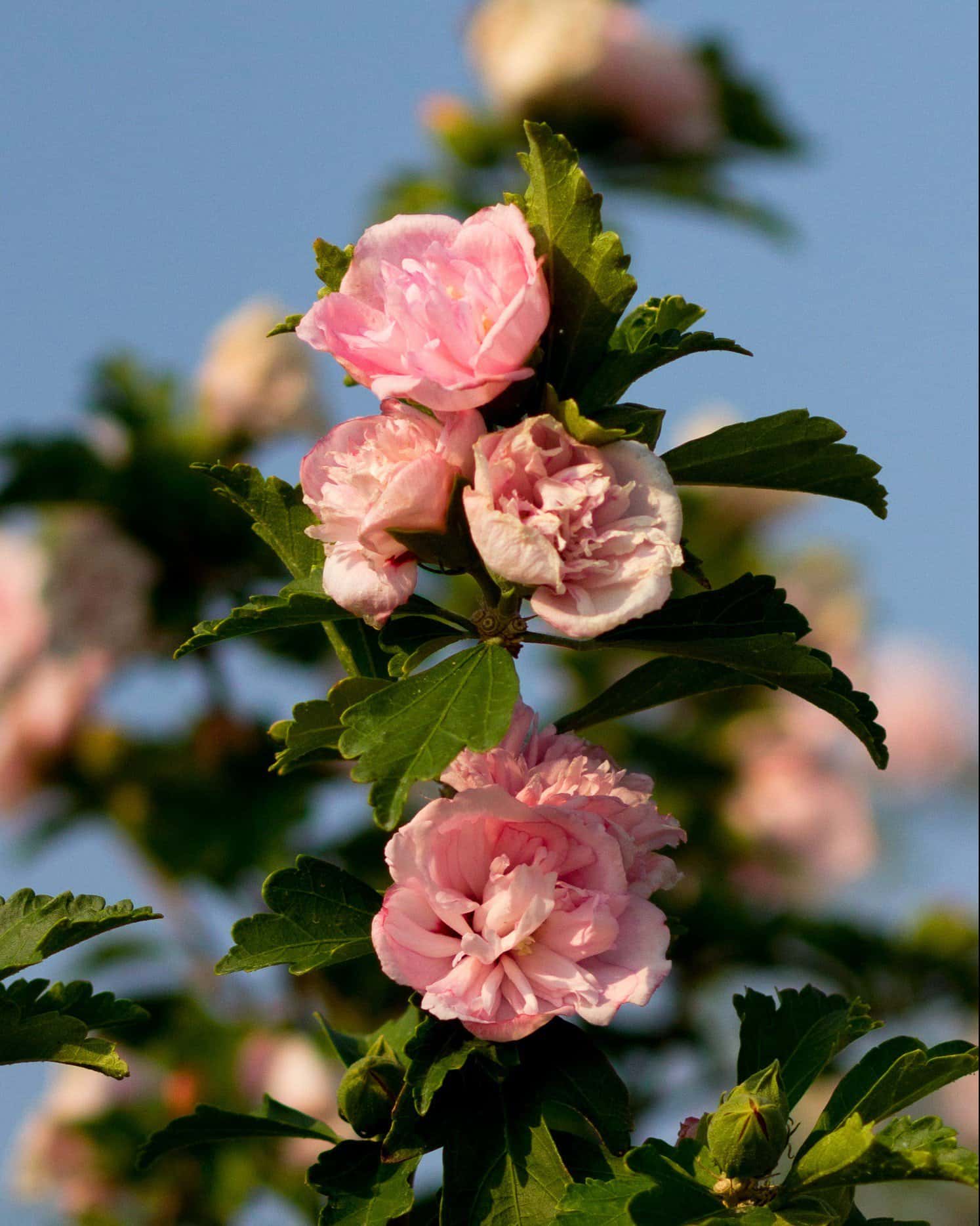 Blushing Bride Althea Tree Form - Image 5