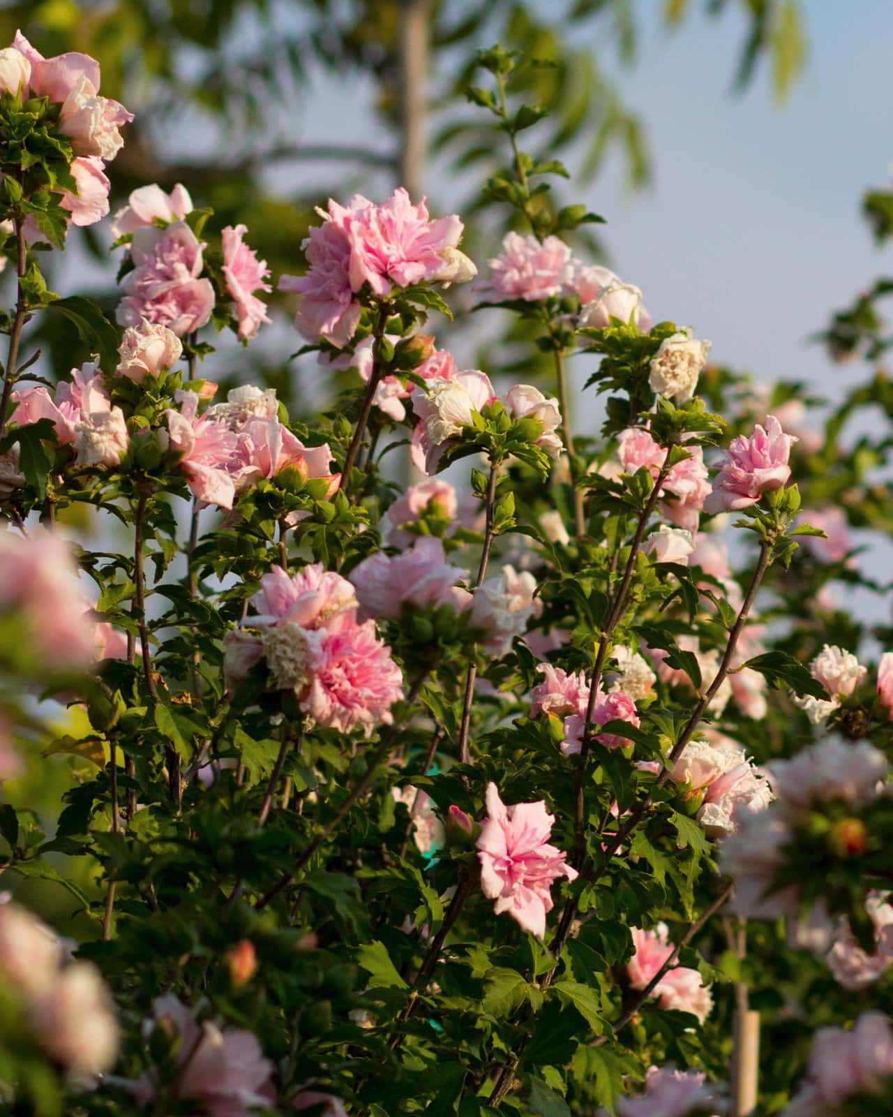 Blushing Bride Althea Tree Form - Image 6