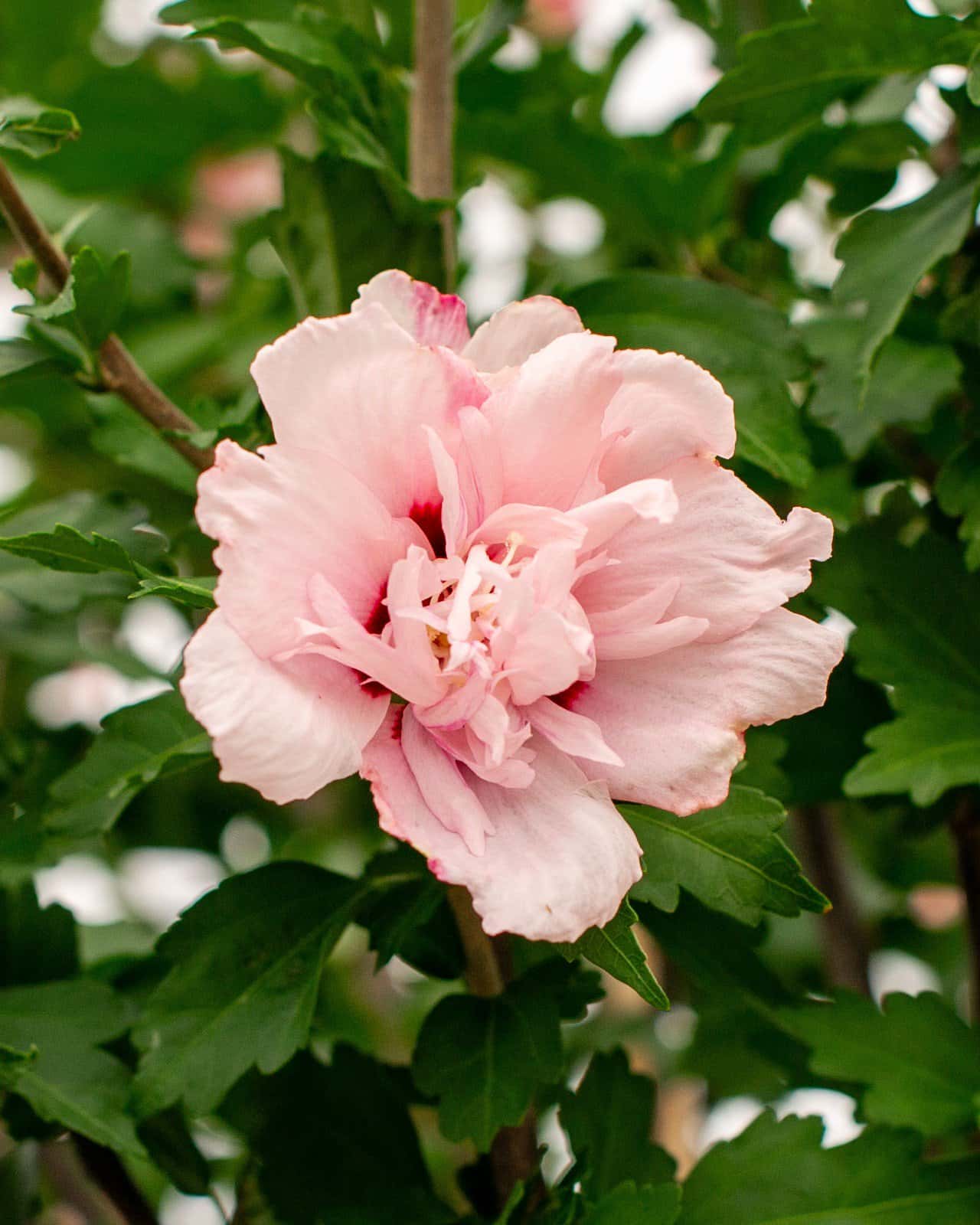 Blushing Bride Althea Tree Form - Image 7
