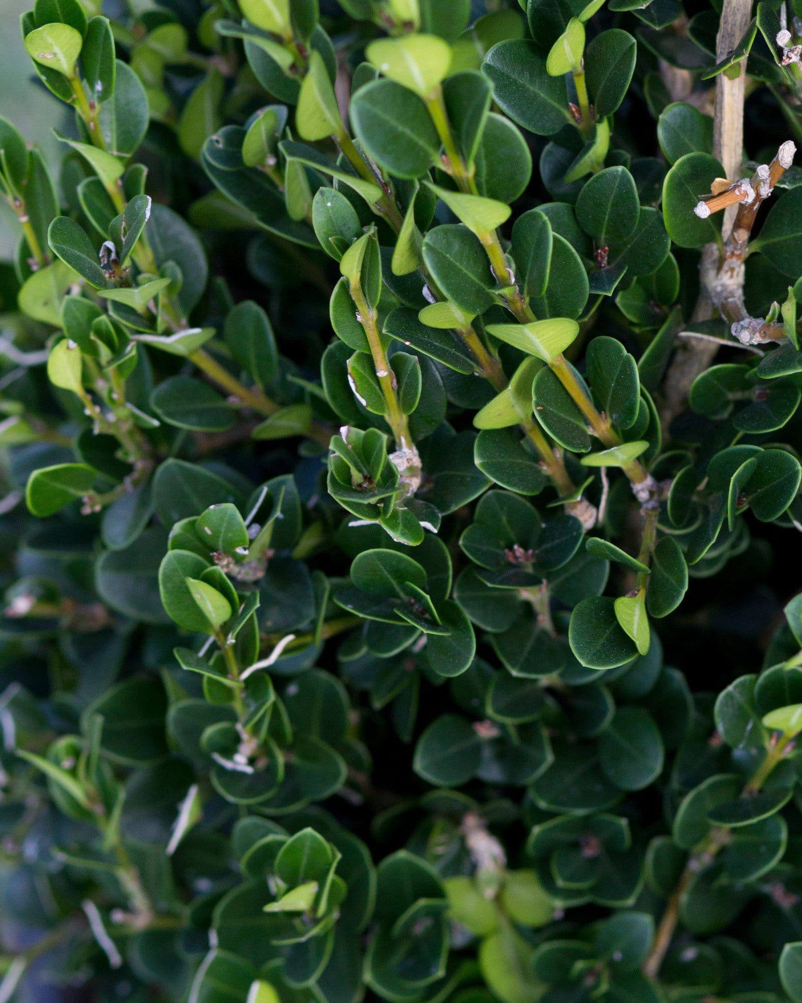 Wintergreen Boxwood Cone - view 2