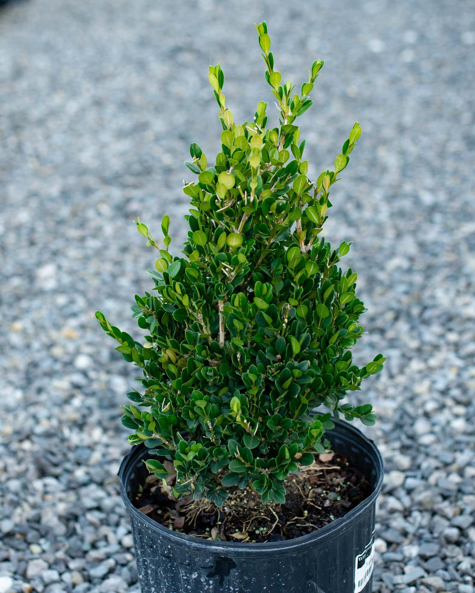 Wintergreen Boxwood Cone - Image 2