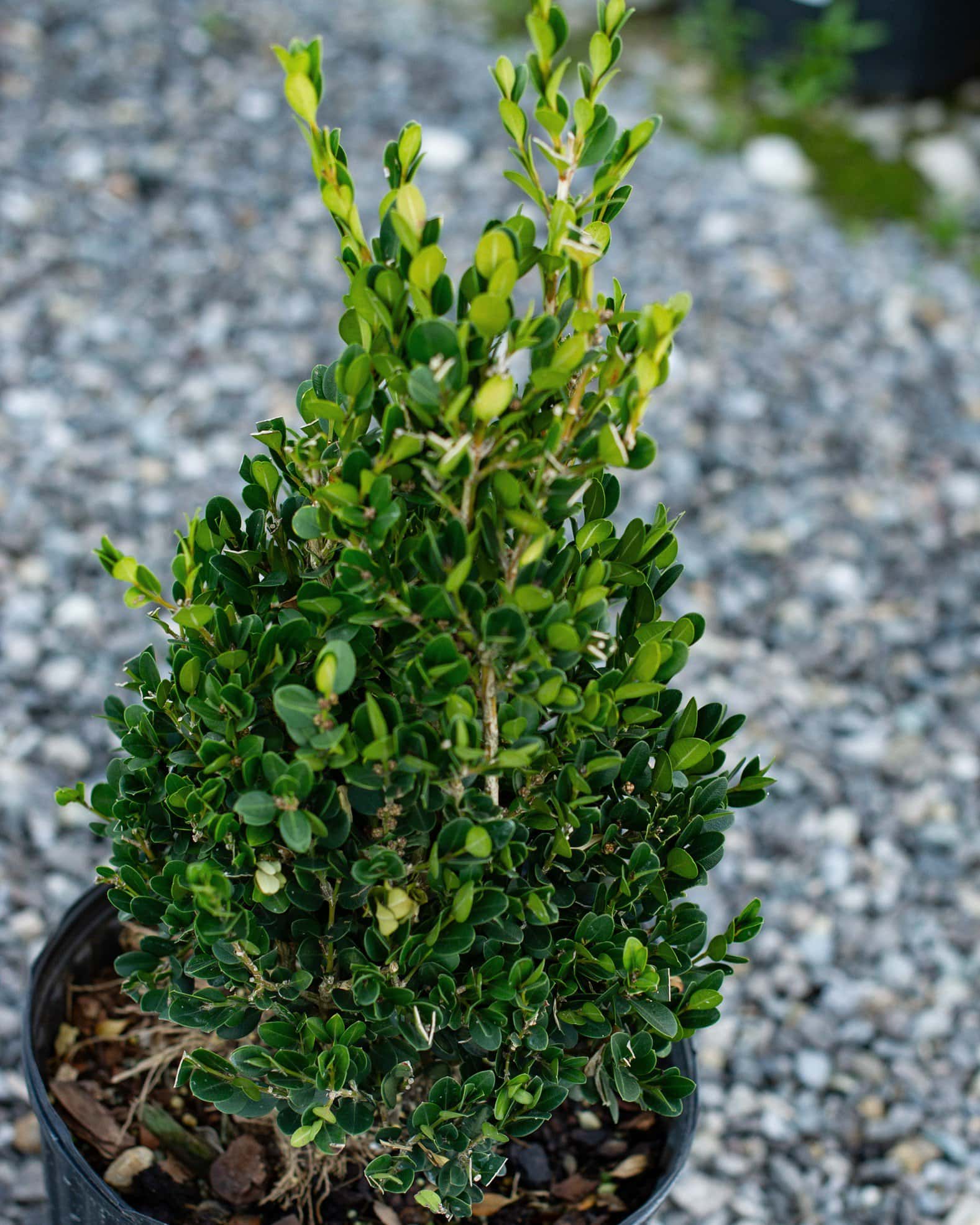 Wintergreen Boxwood Cone - Image 3