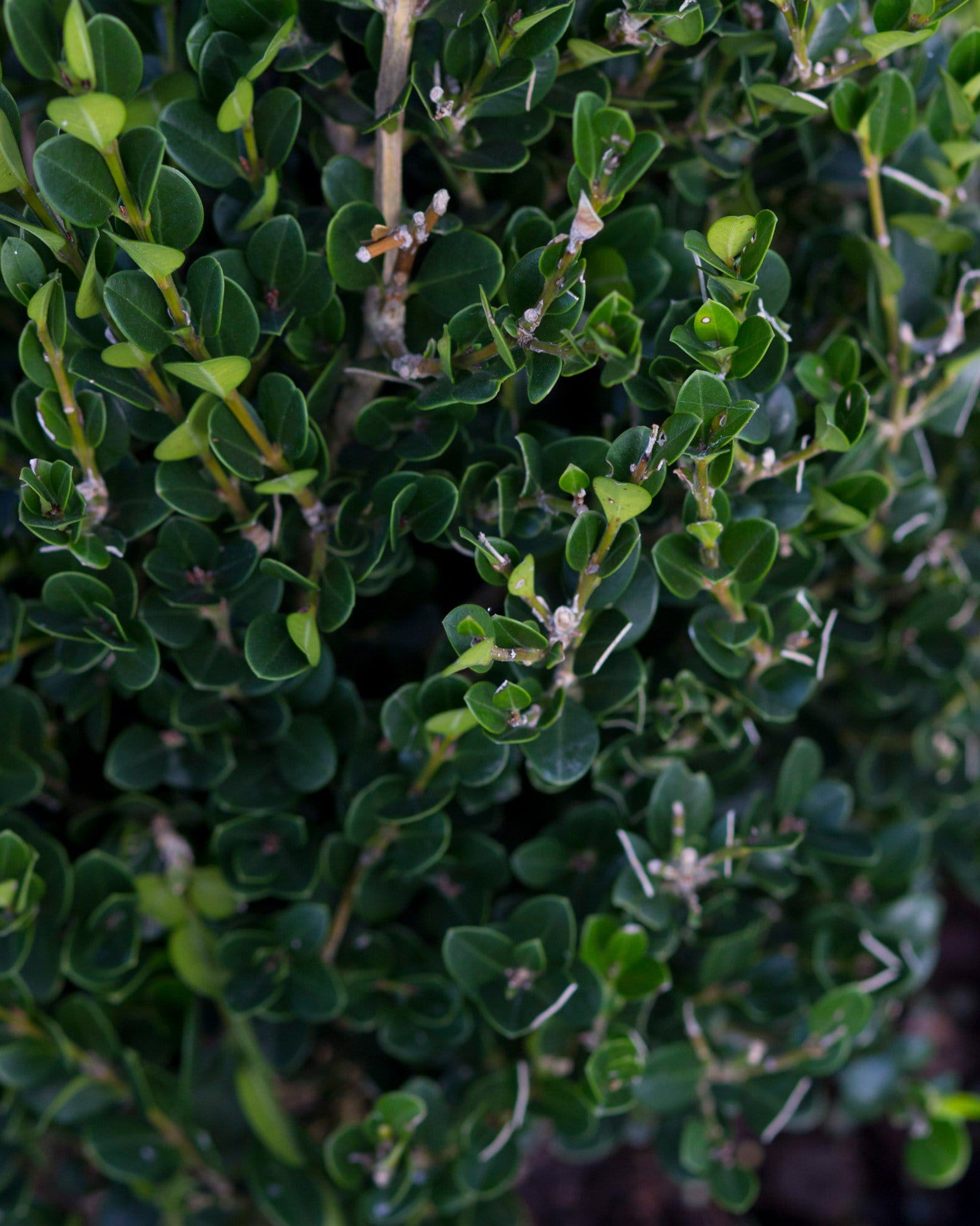 Wintergreen Boxwood Cone - view 3
