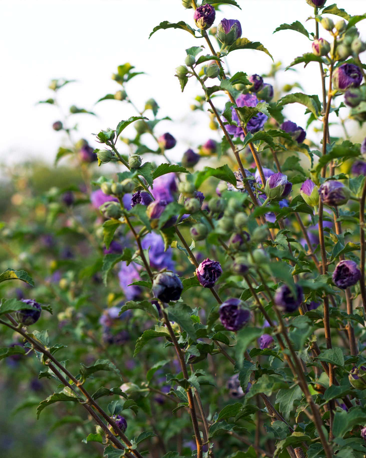 Blueberry Smoothie Althea - Image 7