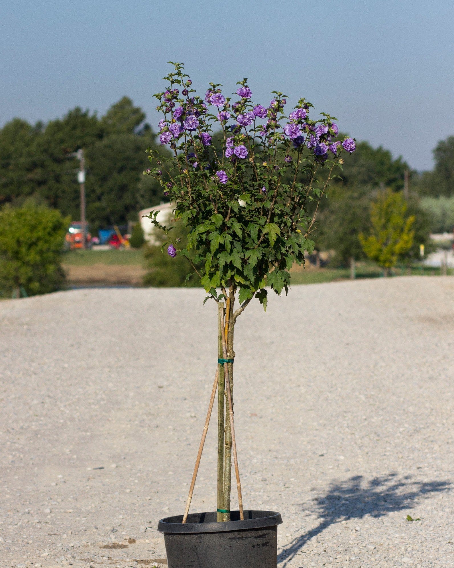 Blueberry Smoothie Althea Tree Form - view 3