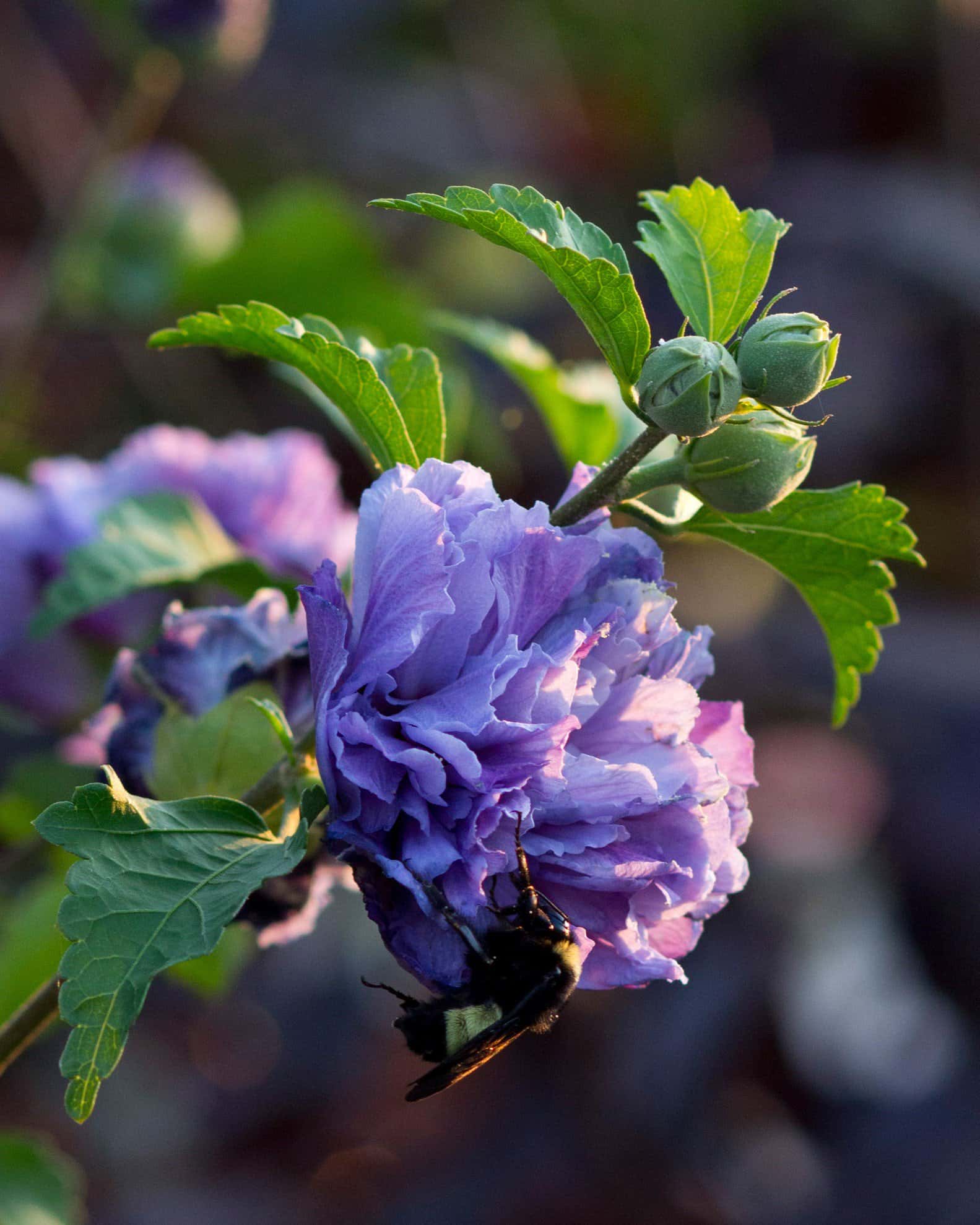 Blueberry Smoothie Althea Tree Form - Image 3