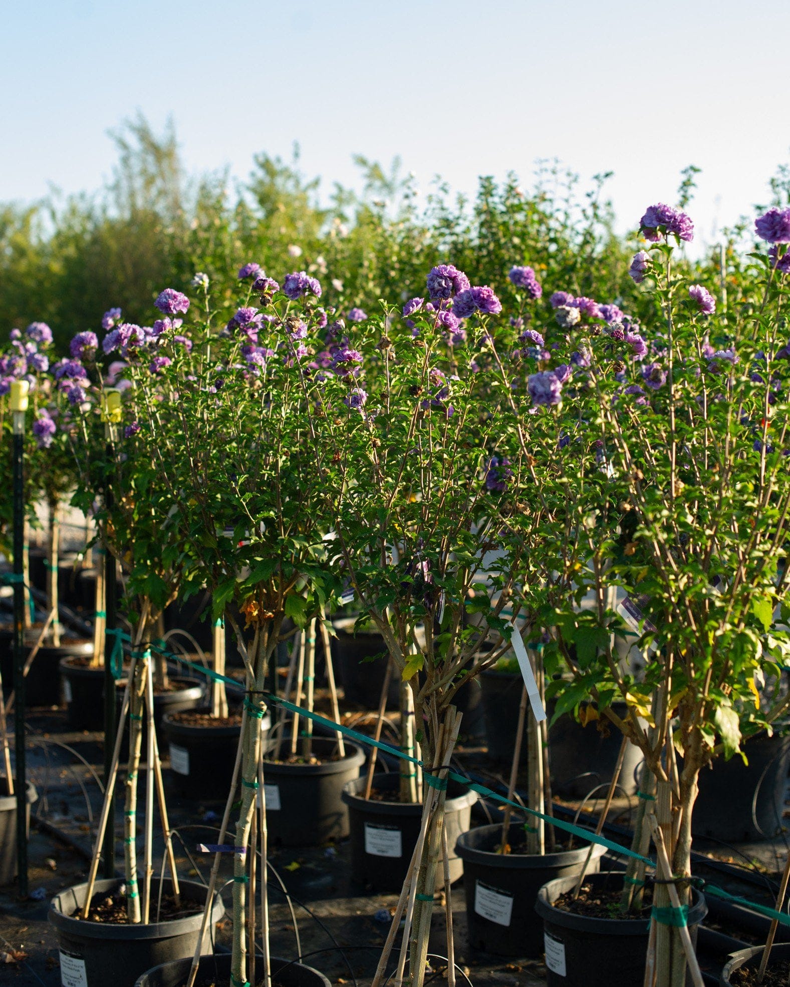 Blueberry Smoothie Althea Tree Form - view 5