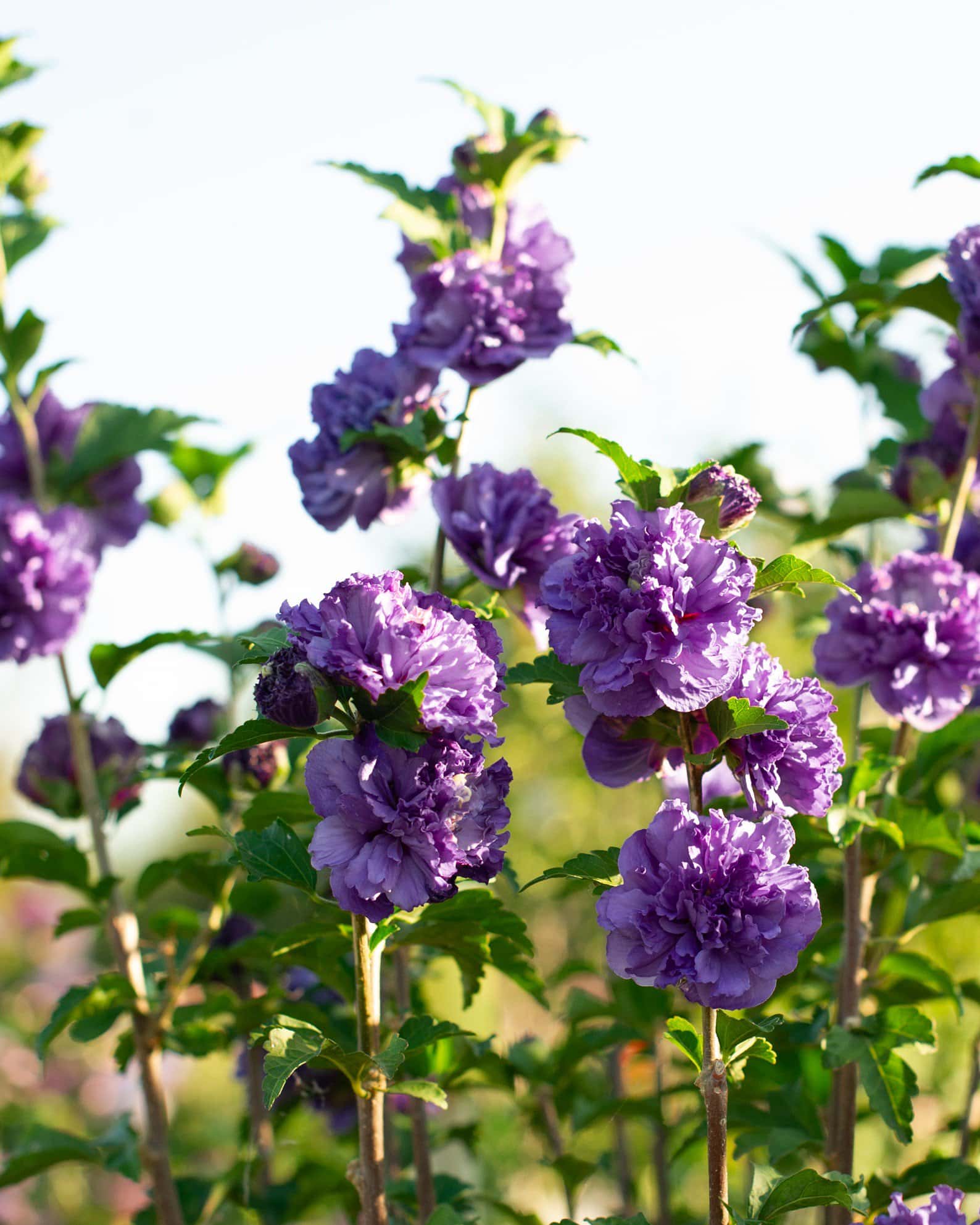 Blueberry Smoothie Althea Tree Form - Image 6