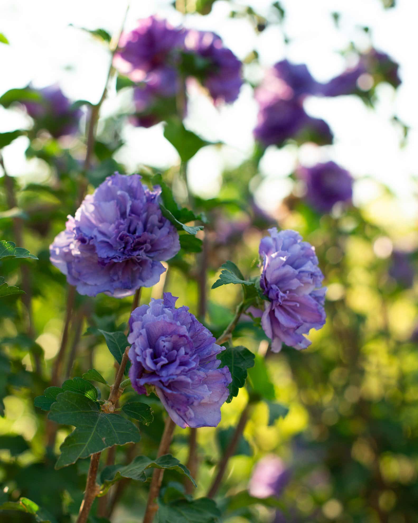 Blueberry Smoothie Althea Tree Form - Image 7