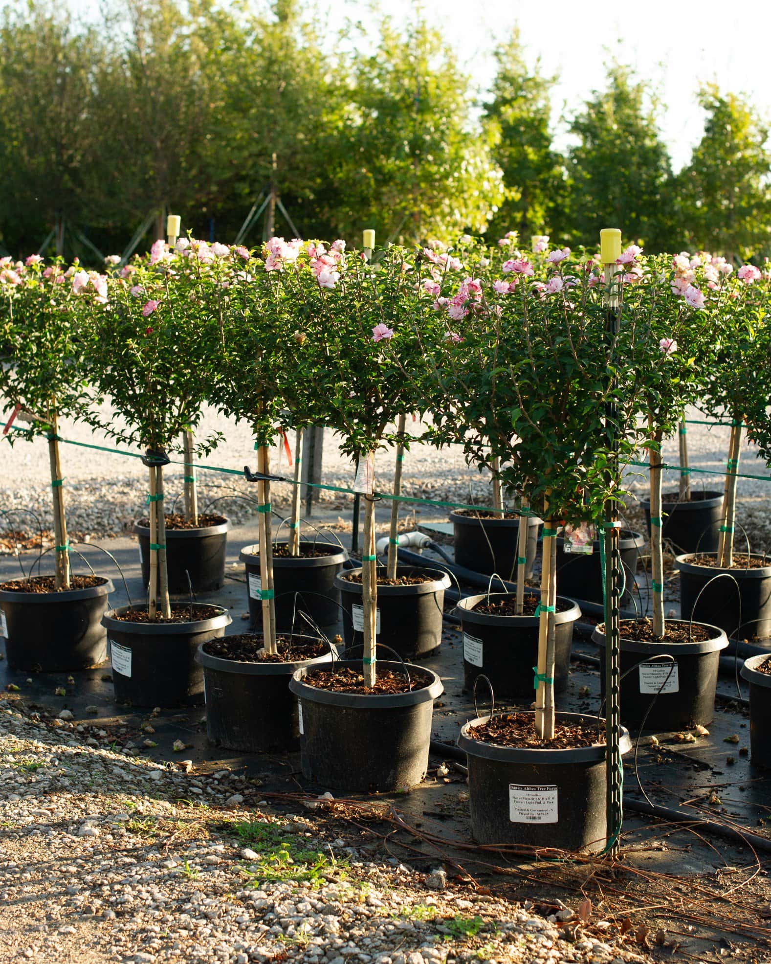 Danica Althea Tree Form - Image 5